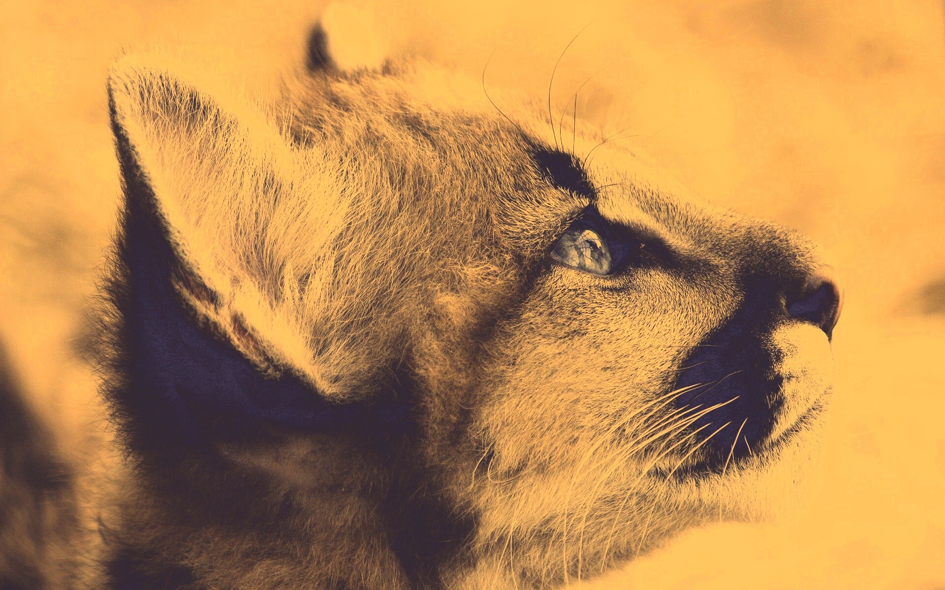 Оцелот смотрит вдаль обои