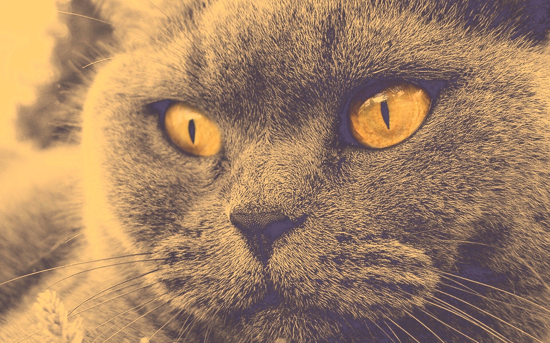 Кот с оранжевыми глазами обои