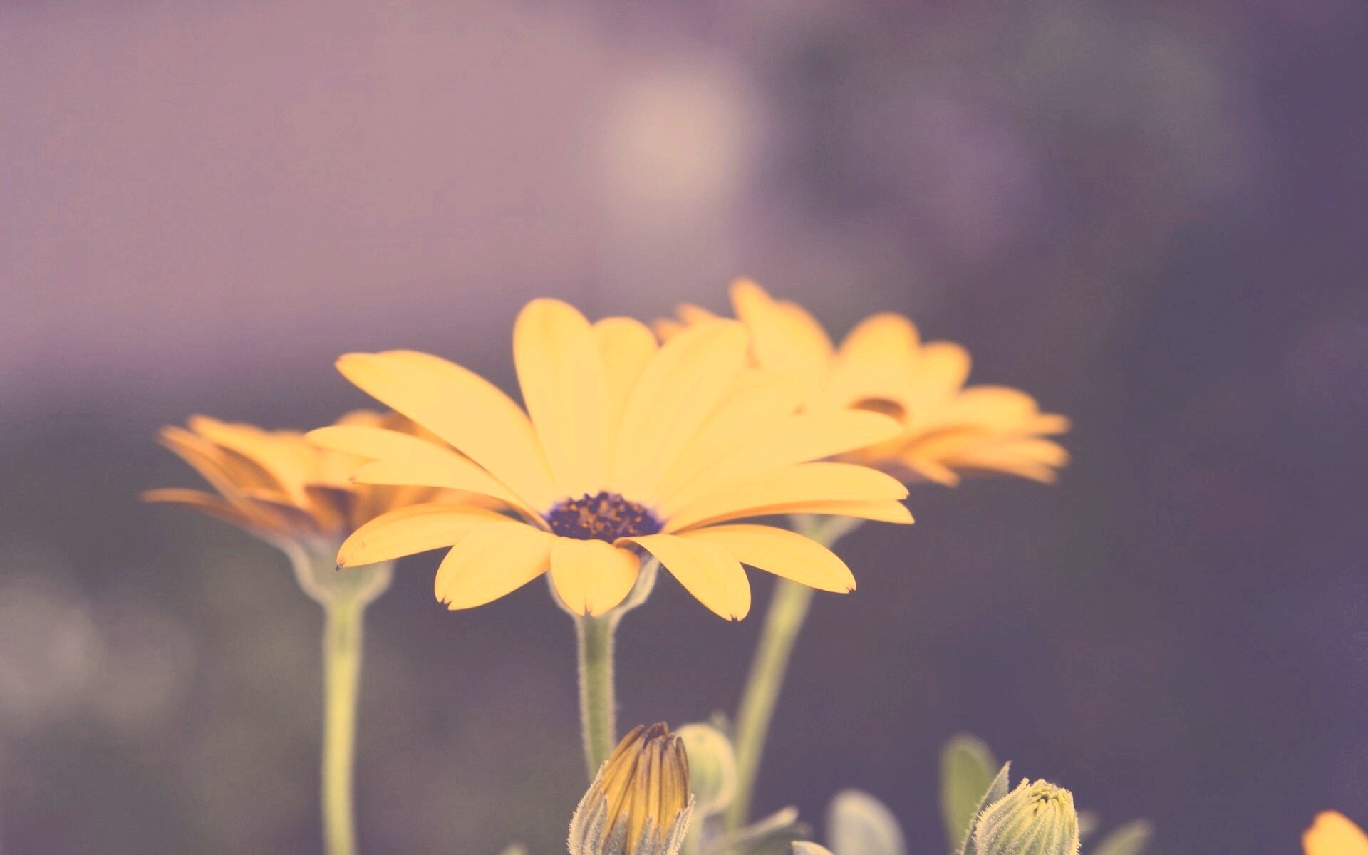 Три желтых цветка обои