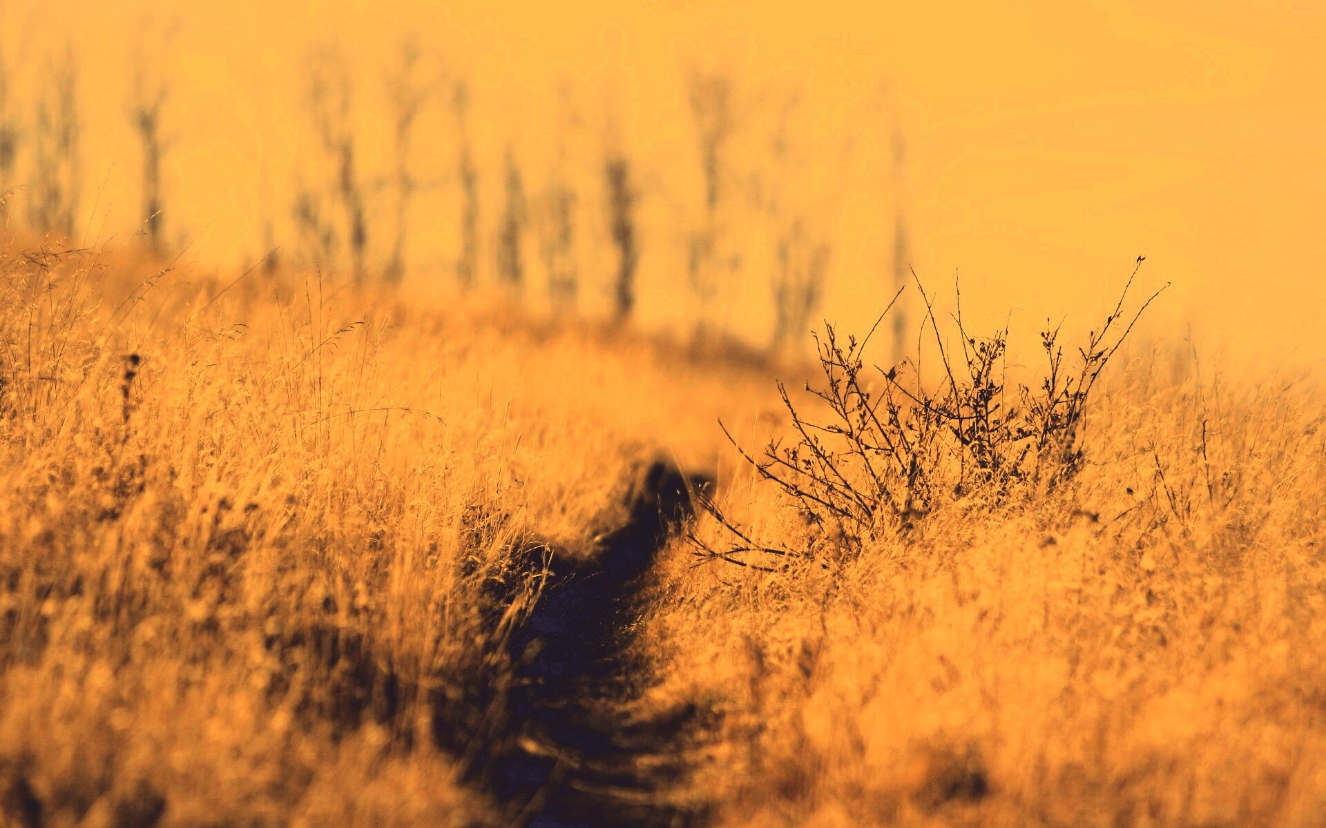 Тропинка в поле обои