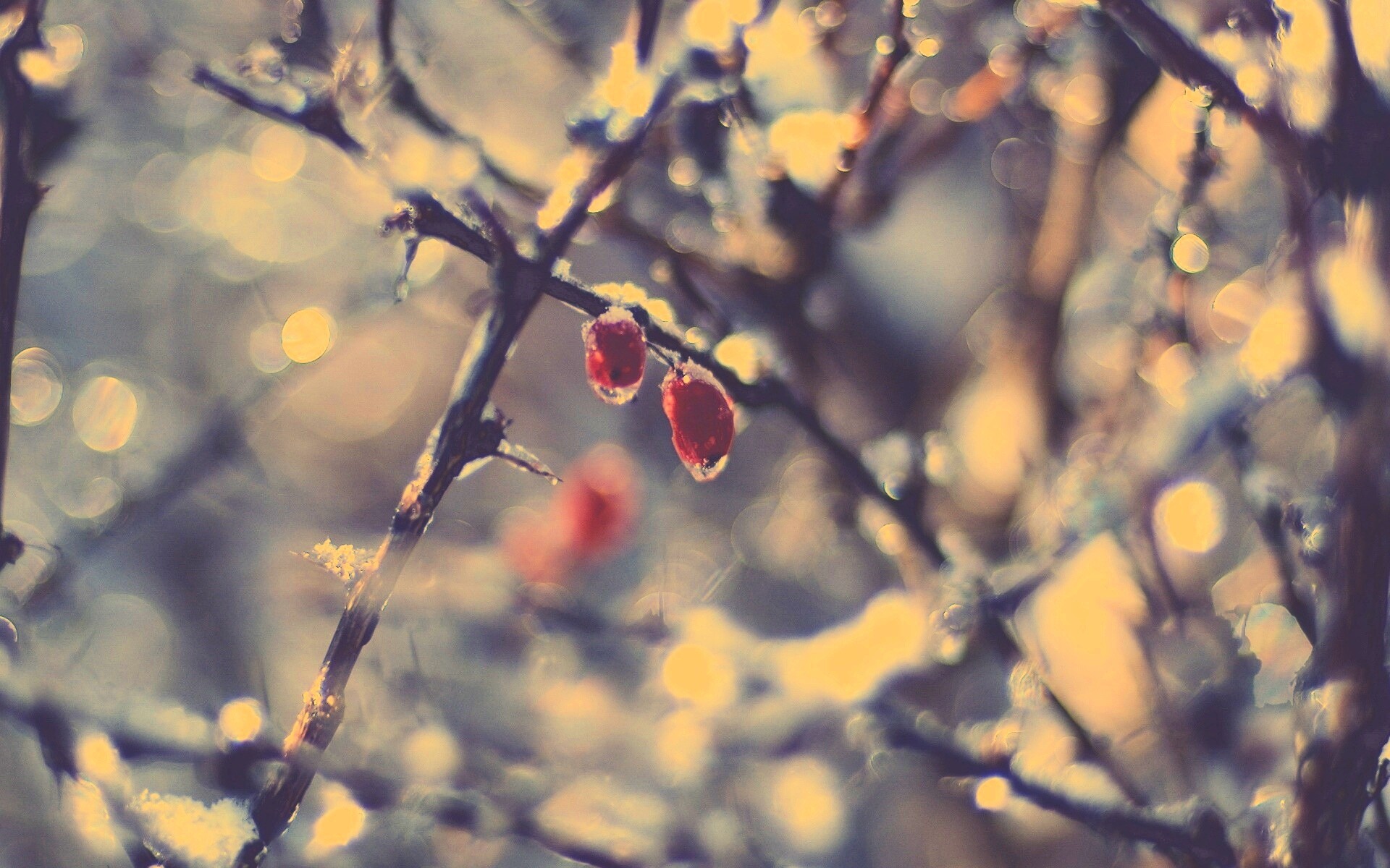 Замерзшие ягоды обои