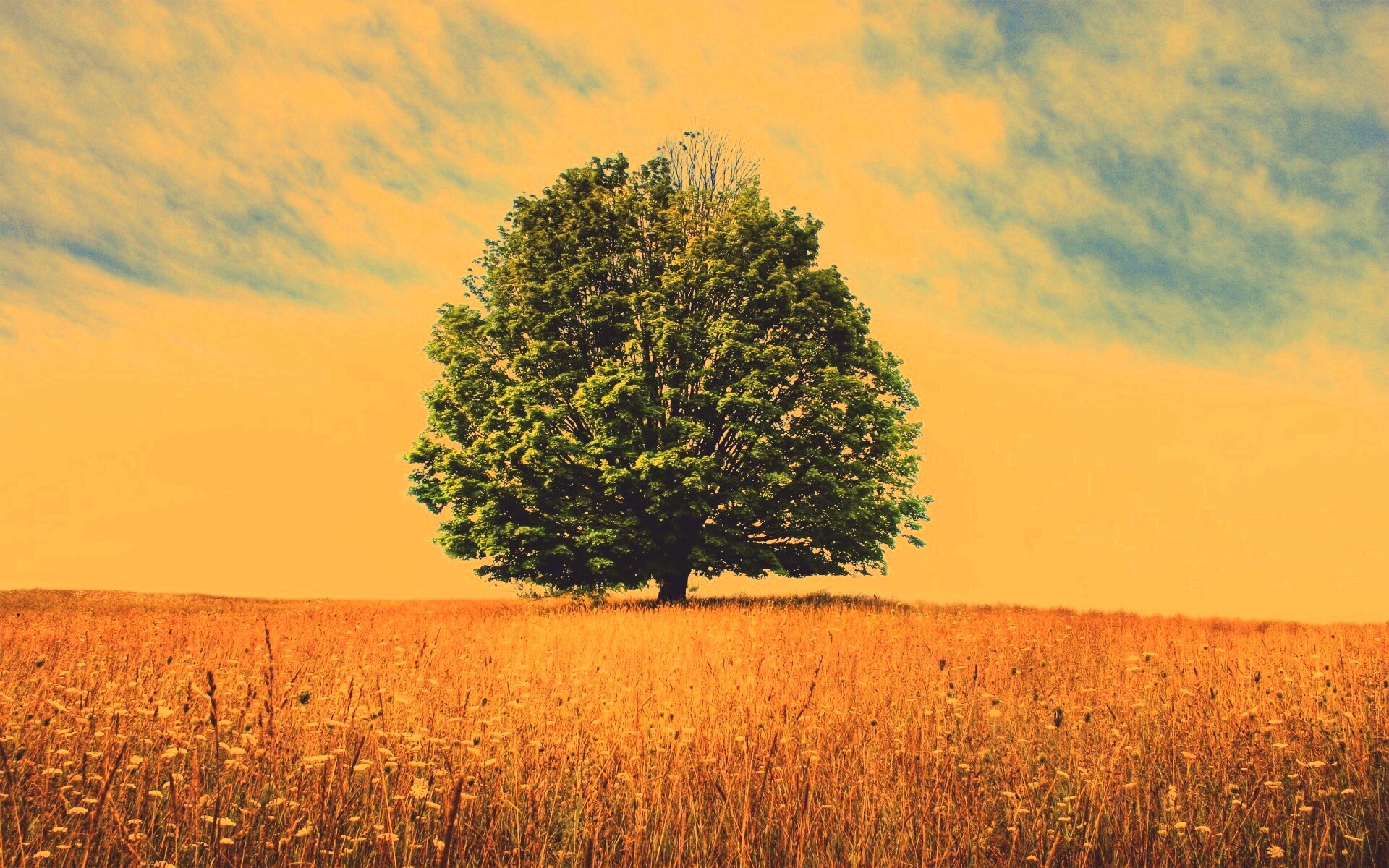 Зеленое дерево в желтом поле обои