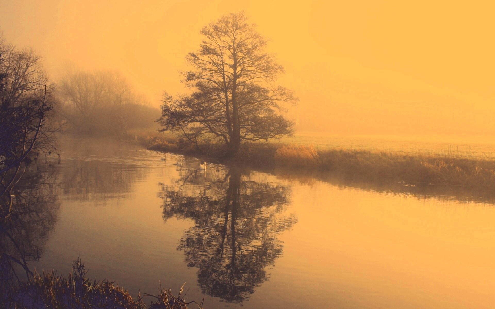 Дерево в тумане обои