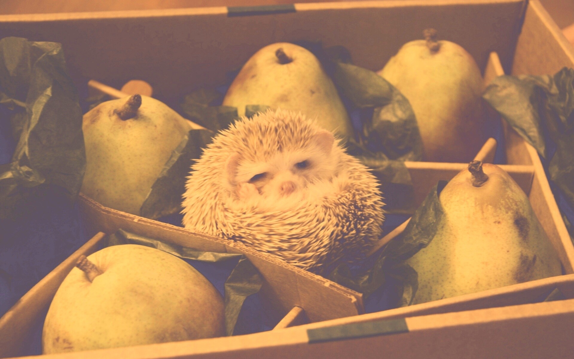 Ёжик в грушах обои