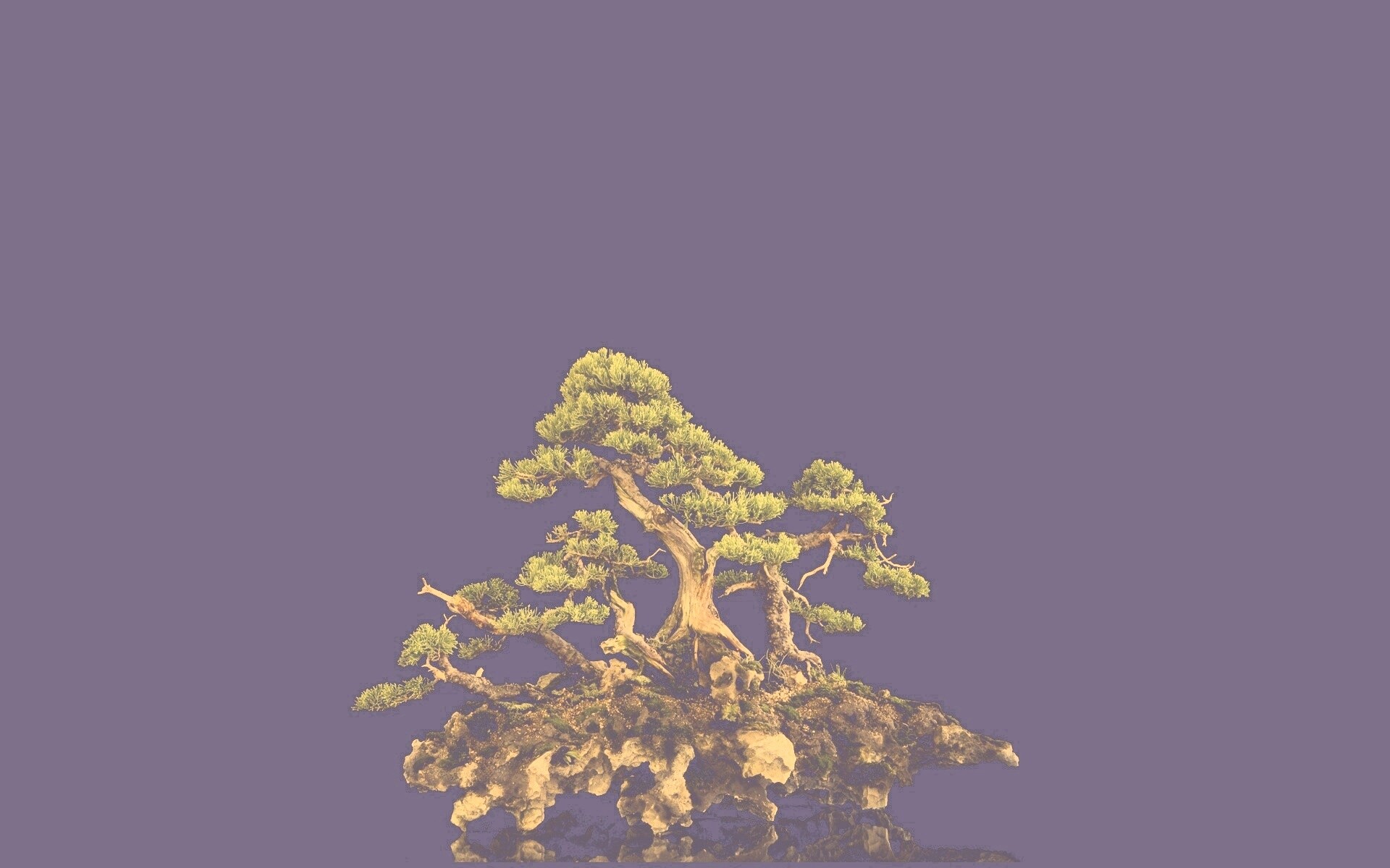 Миниатюрное дерево обои