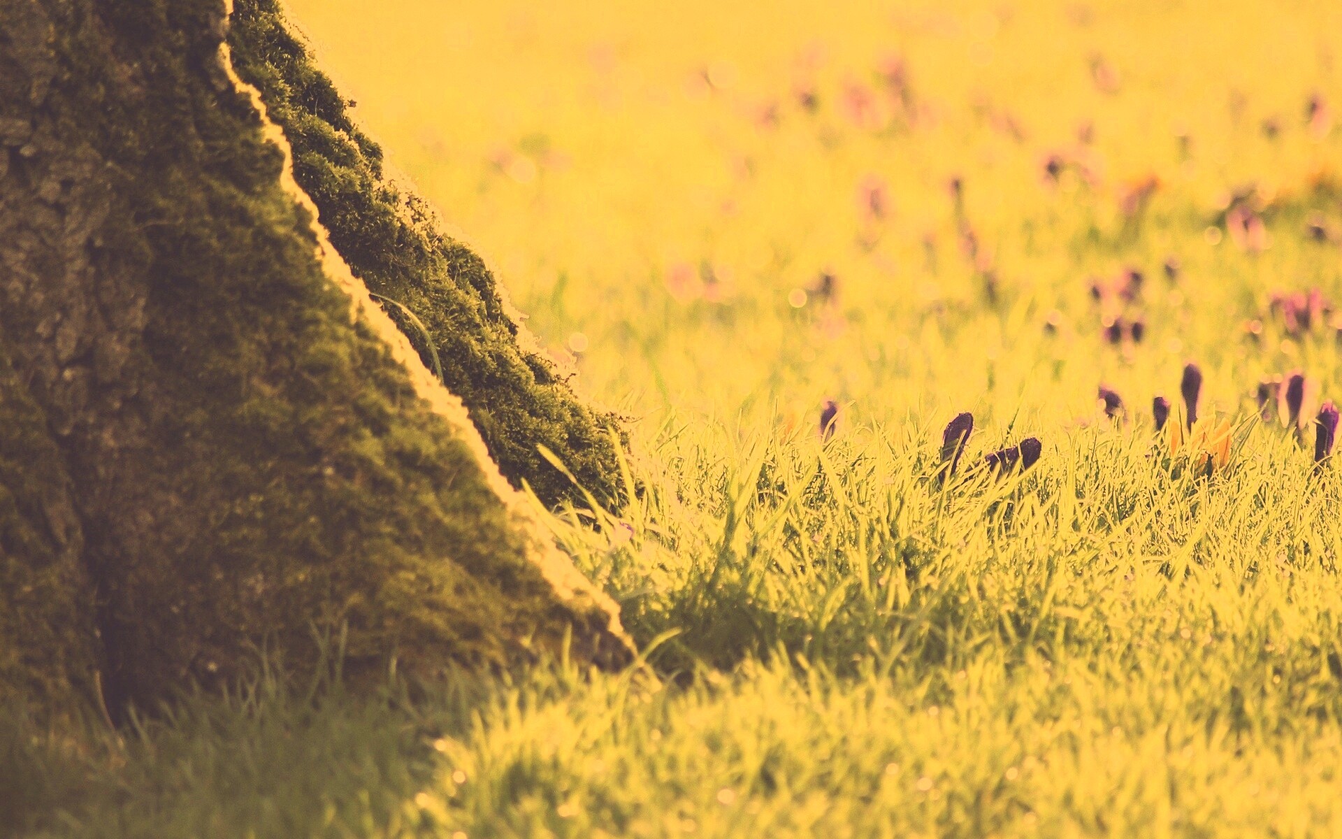 Дерево в траве обои