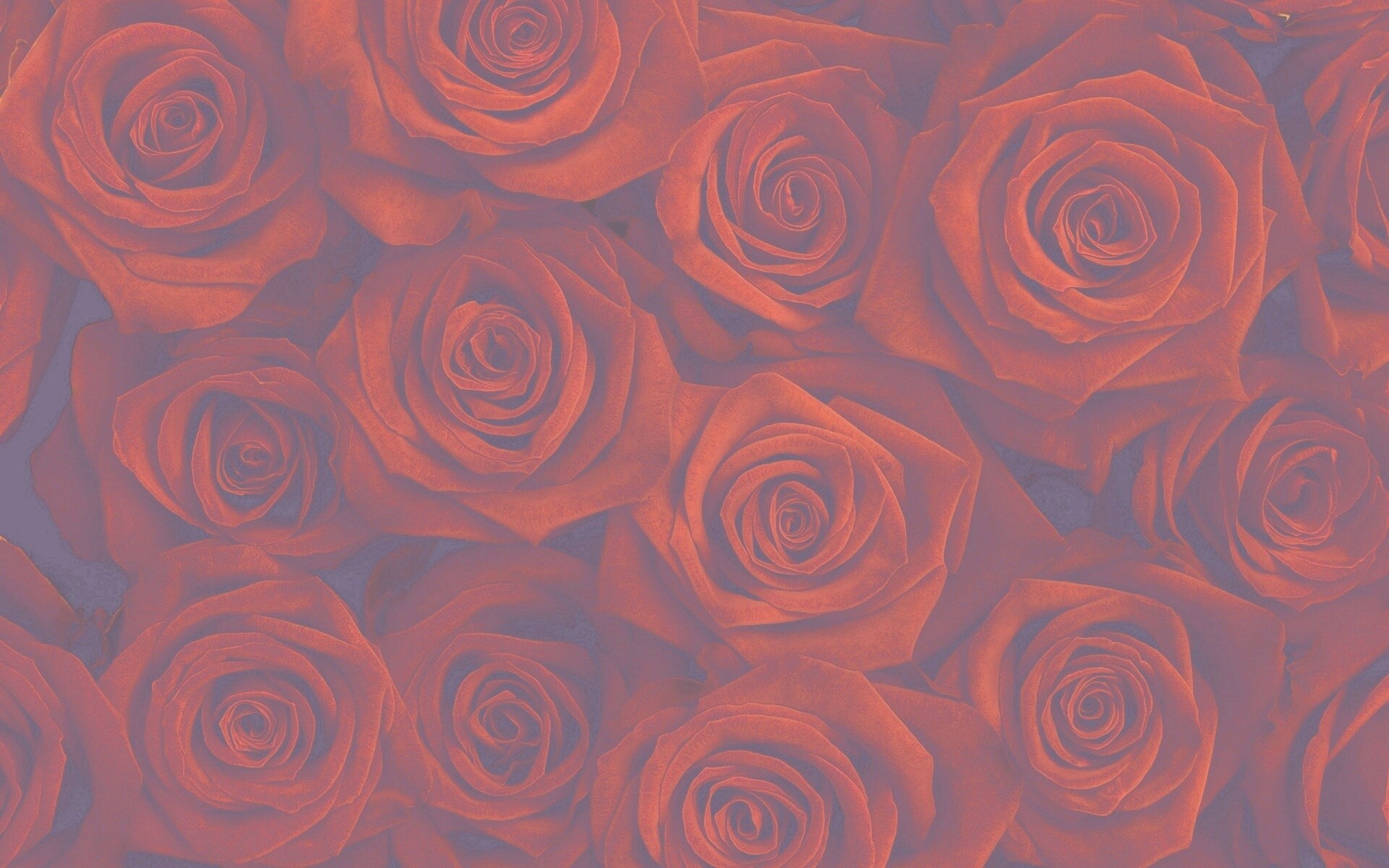 Букет красных роз обои