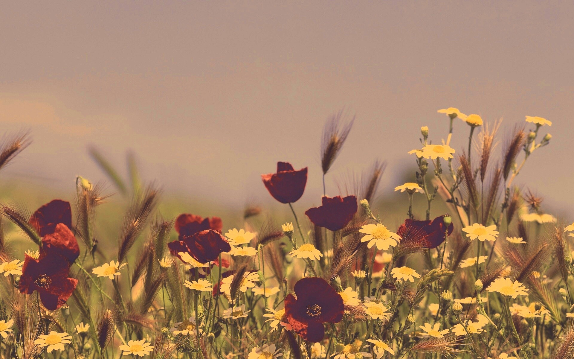 Цветы в поле обои