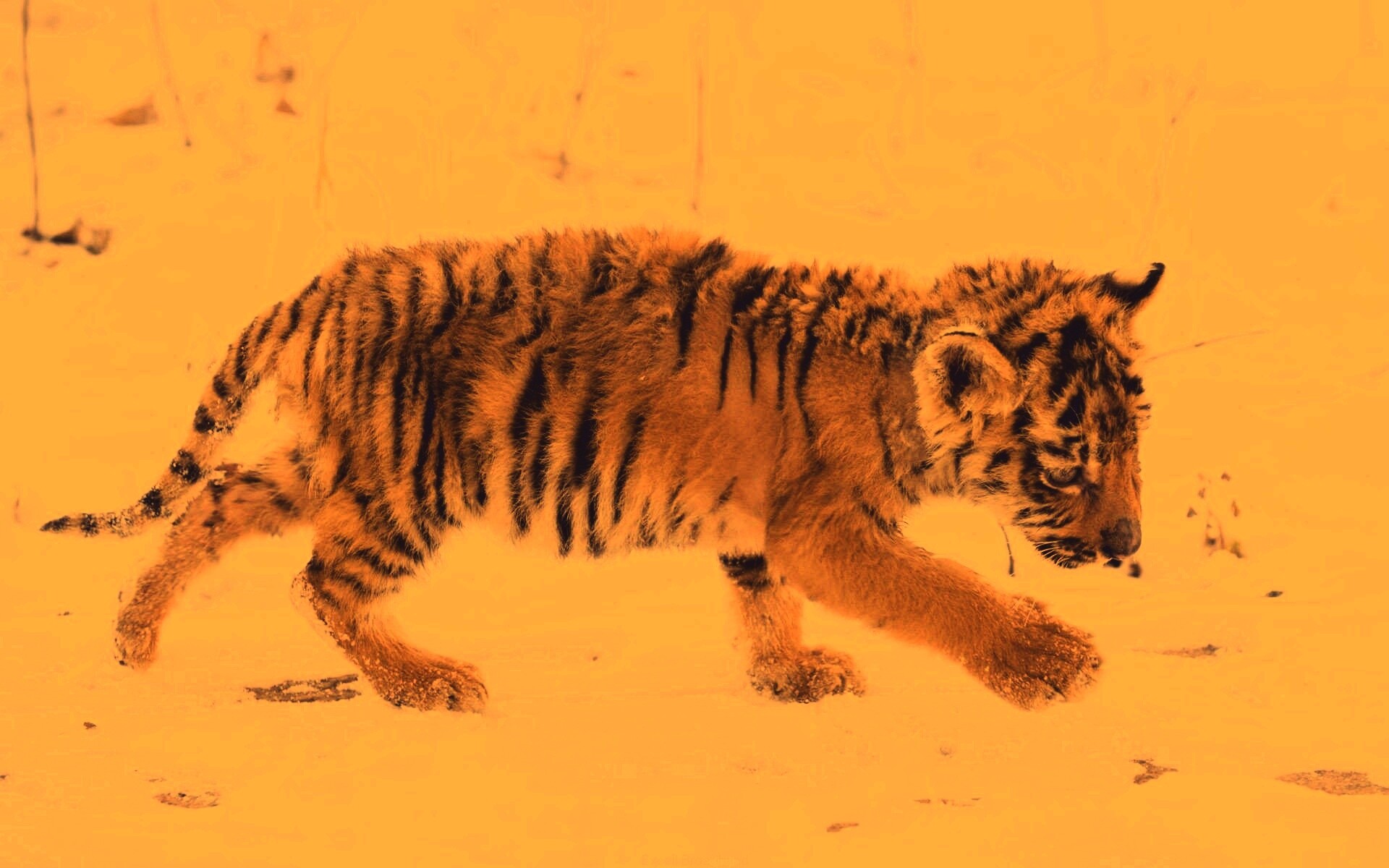 Тигренок на снегу обои