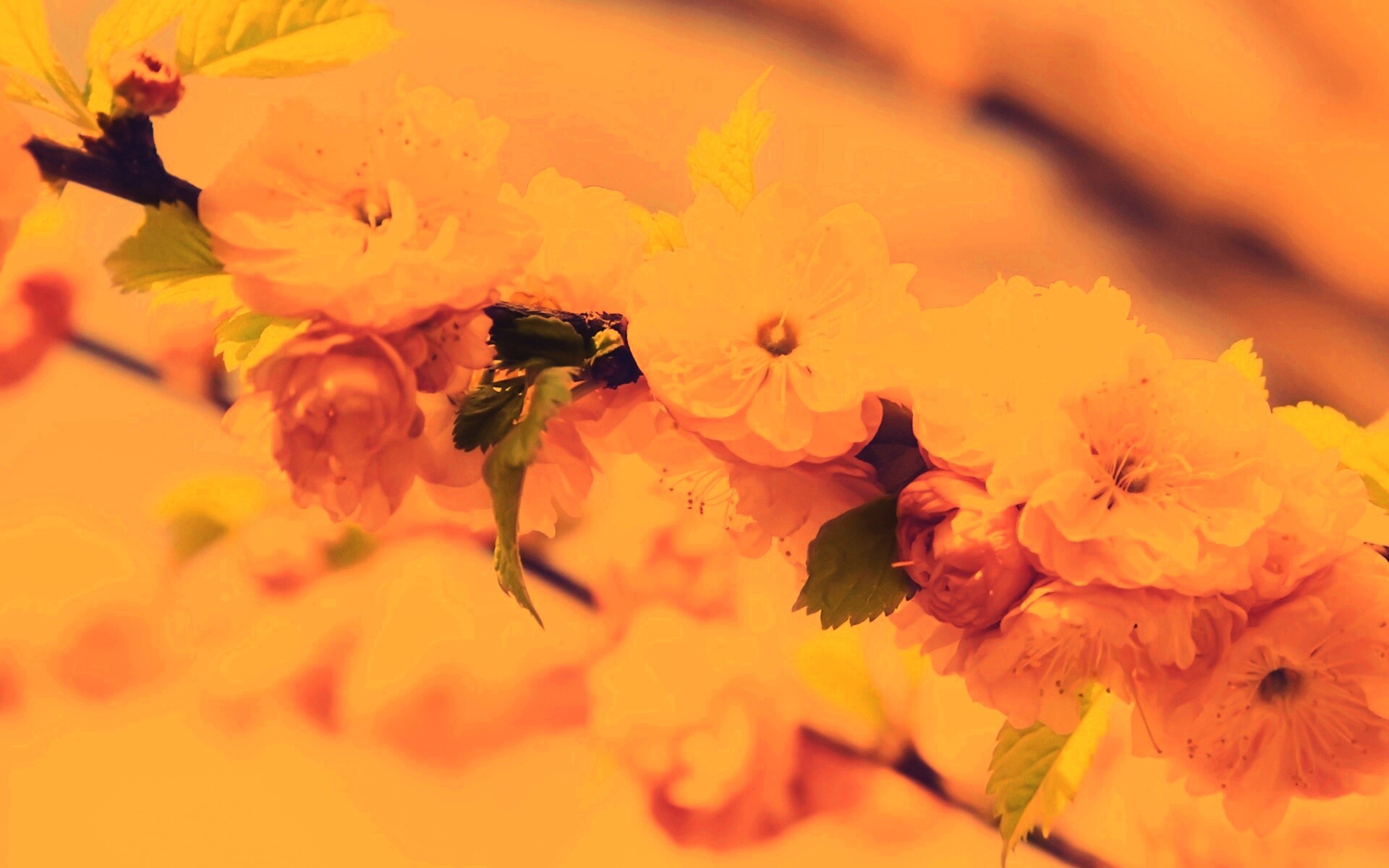 Ветка с цветами обои