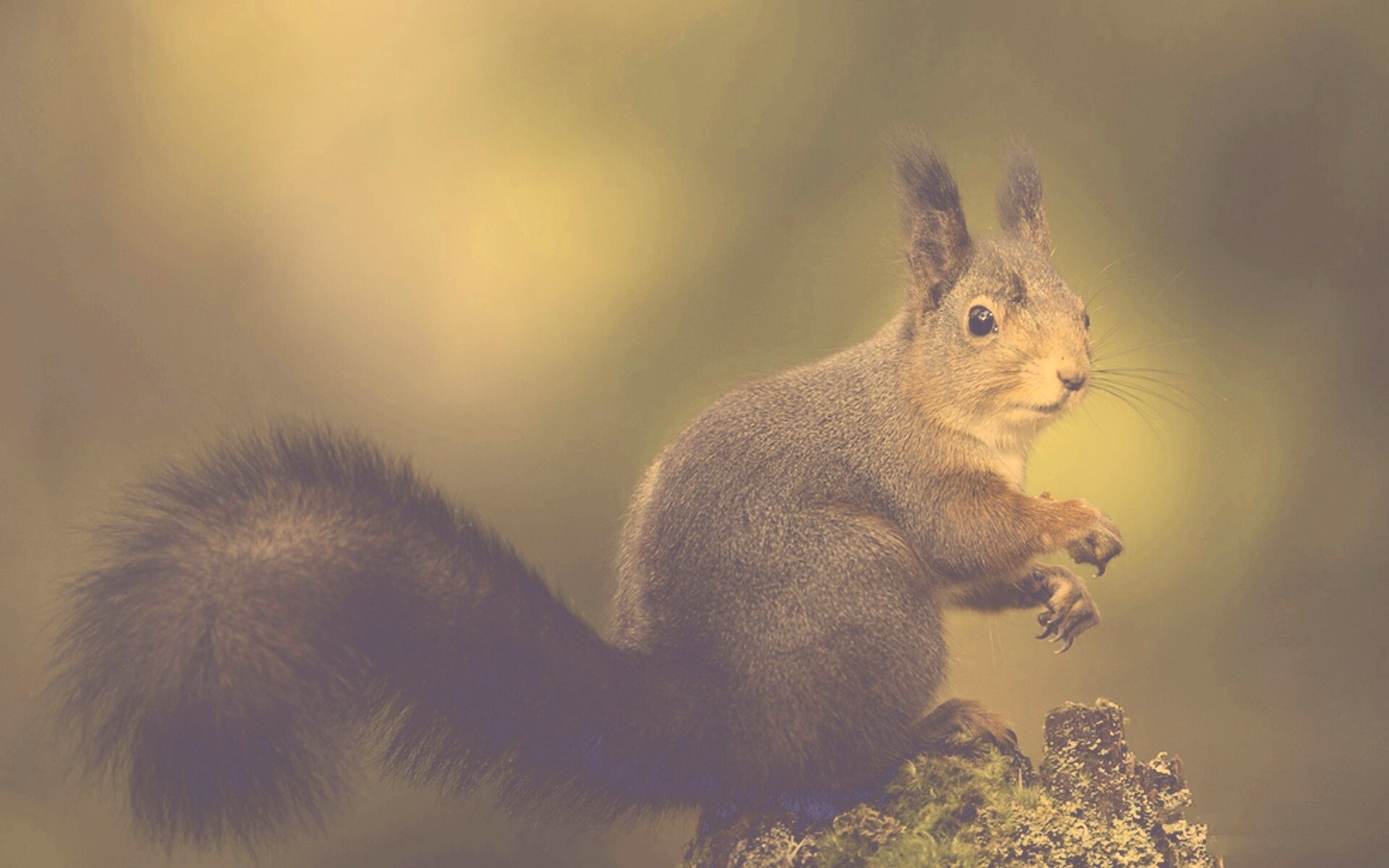 Белку застали врасплох обои