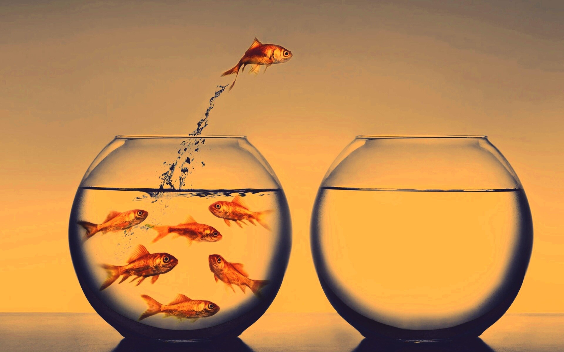 Побег рыбки обои