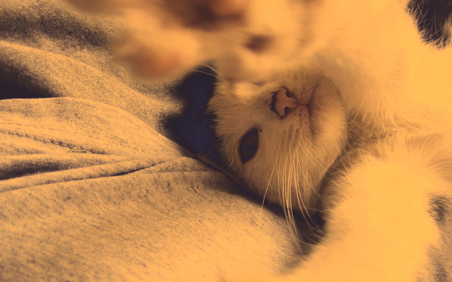 Кот фоткает сам себя обои