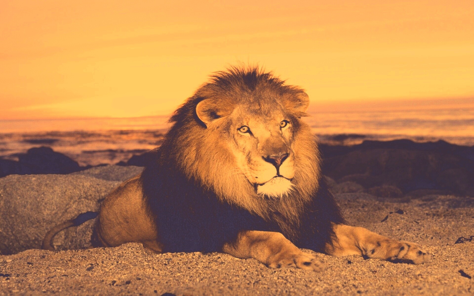 Лев на берегу океана обои