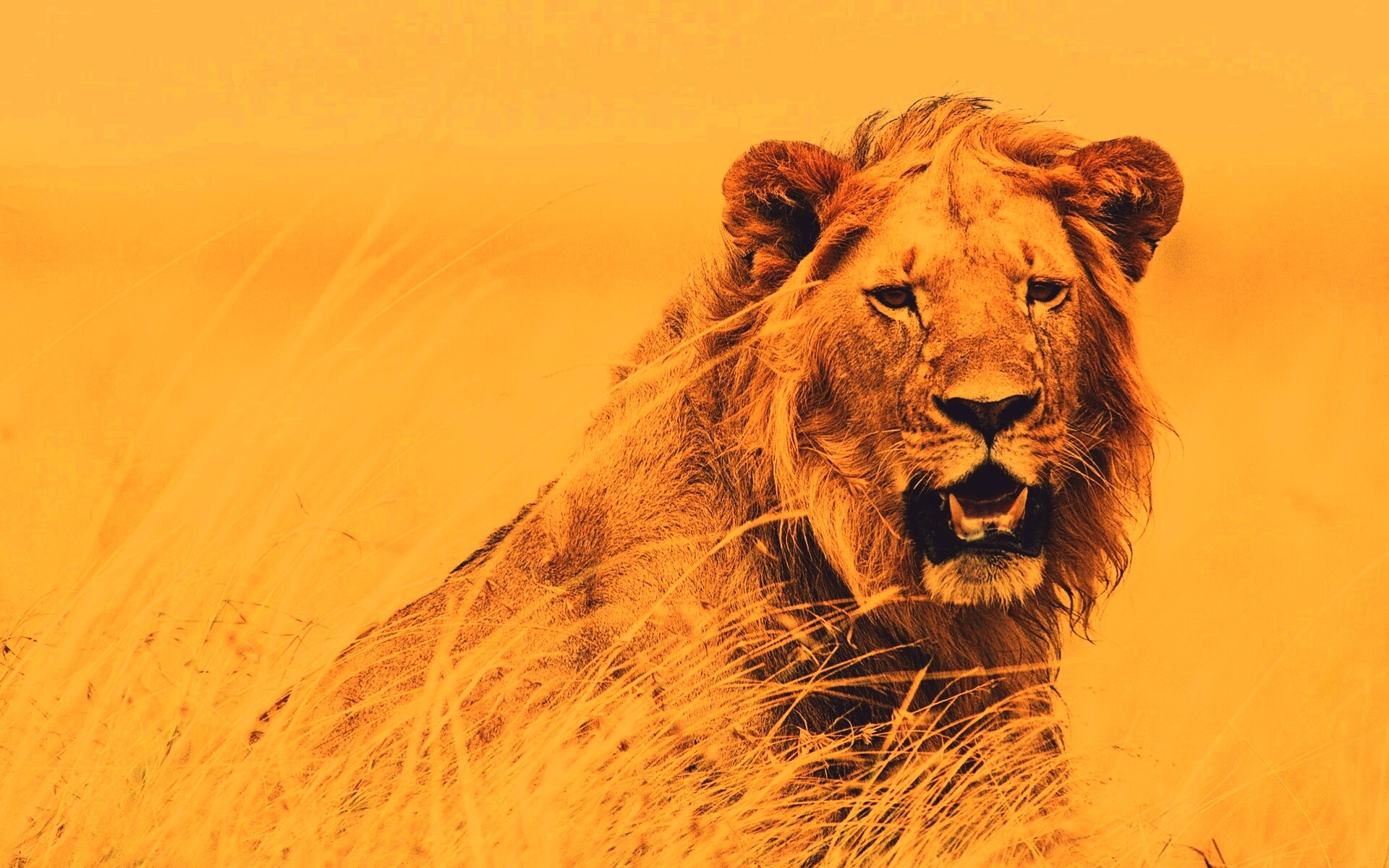 Ярко оранжевый лев обои