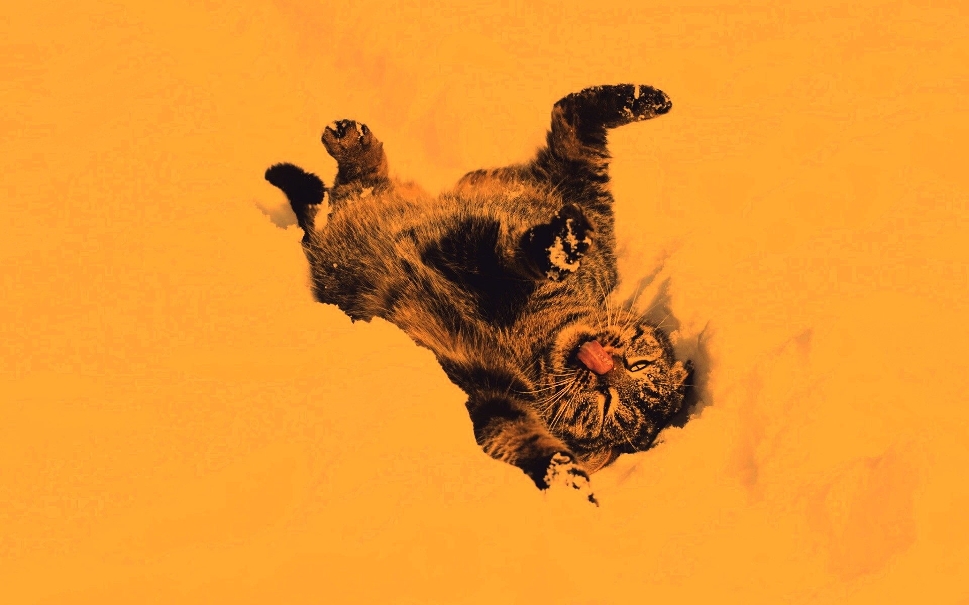 Кот валяется в снегу обои