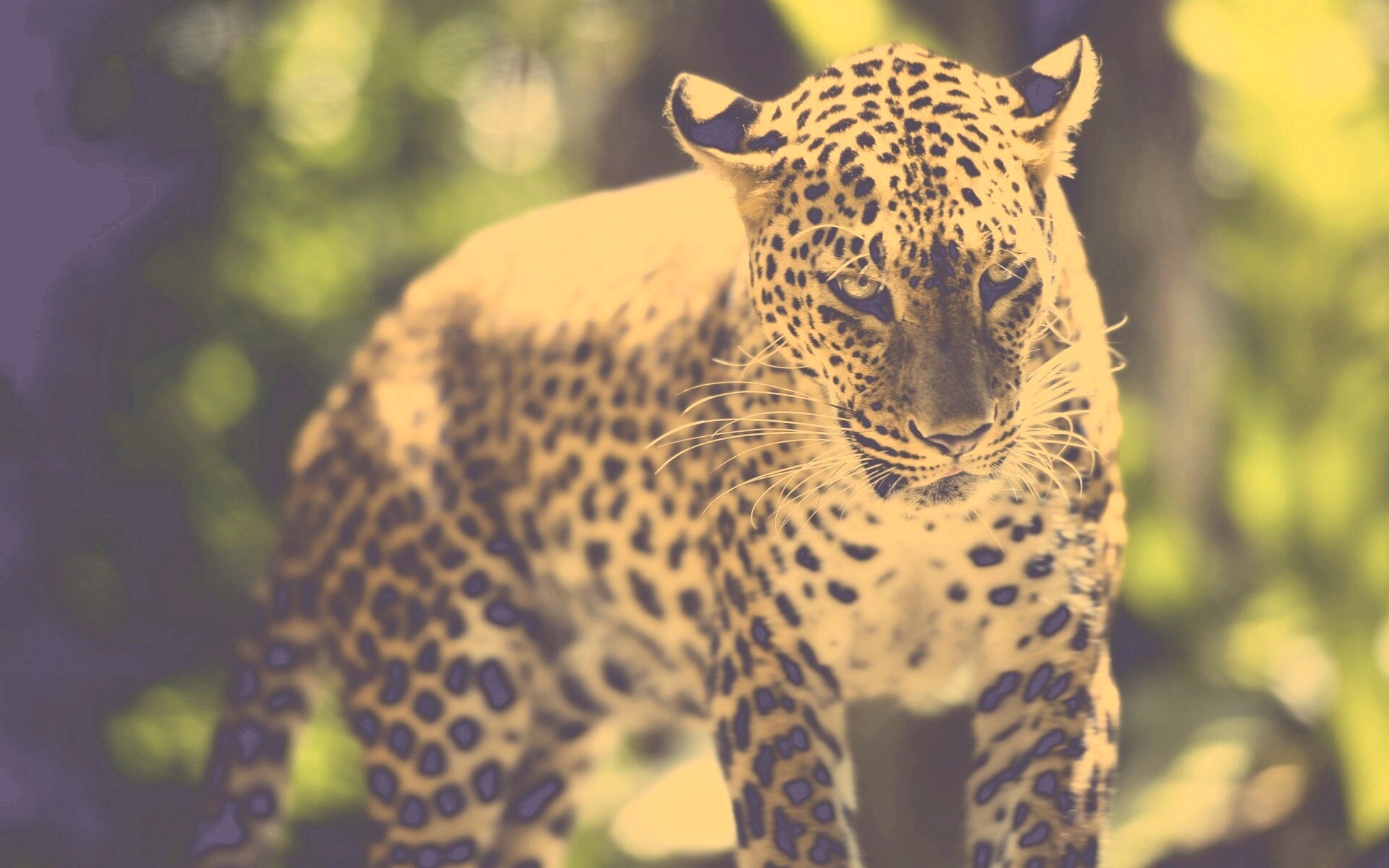 Леопард в сингапурском зоопарке обои