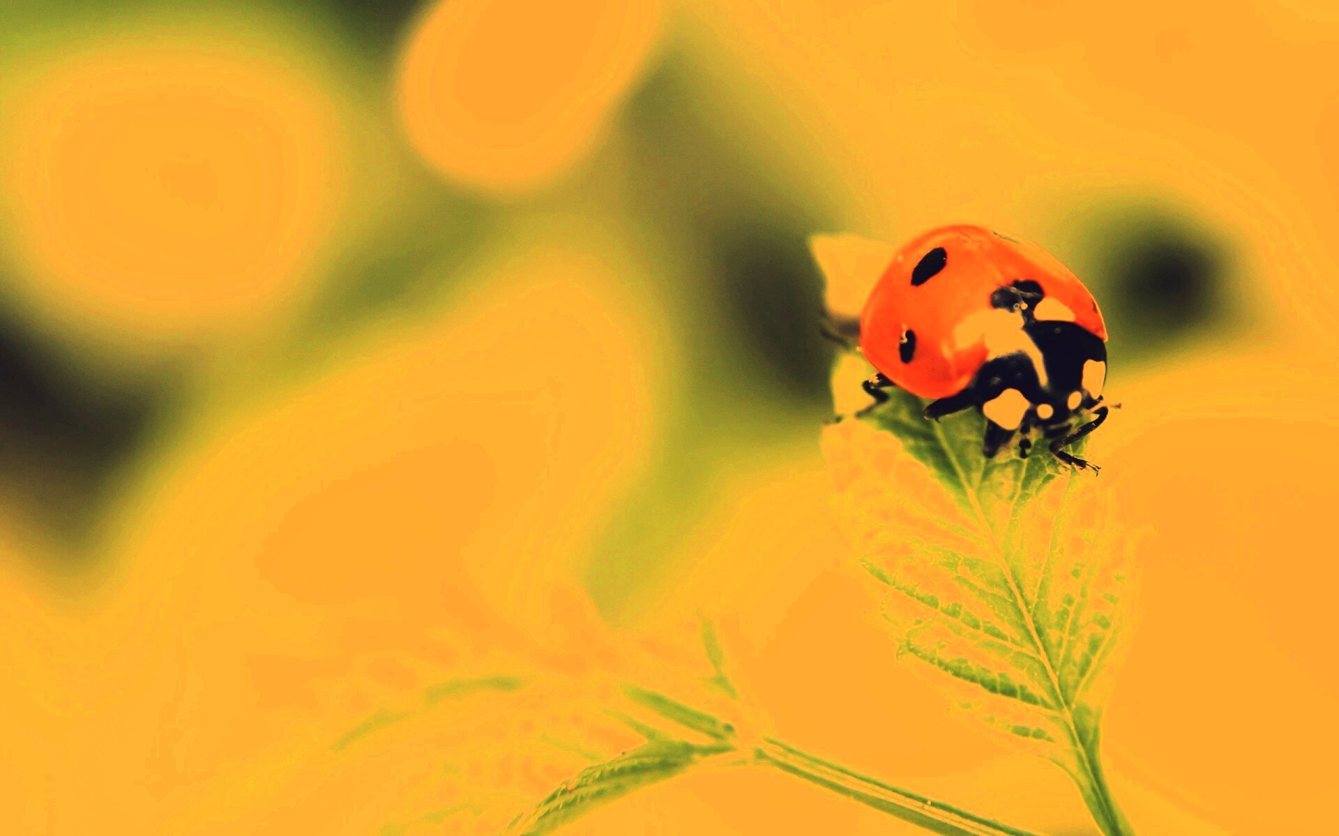 Божья коровка в макро обои