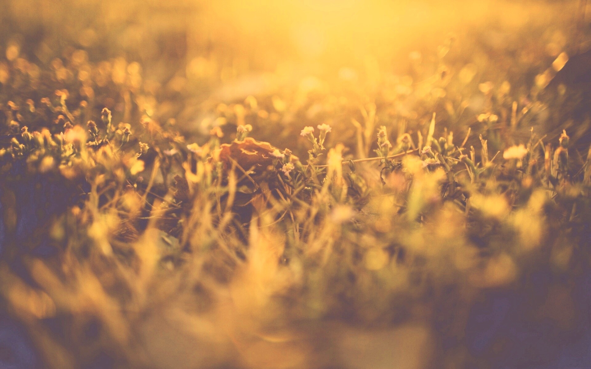 Полевые цветы в закатном солнце обои