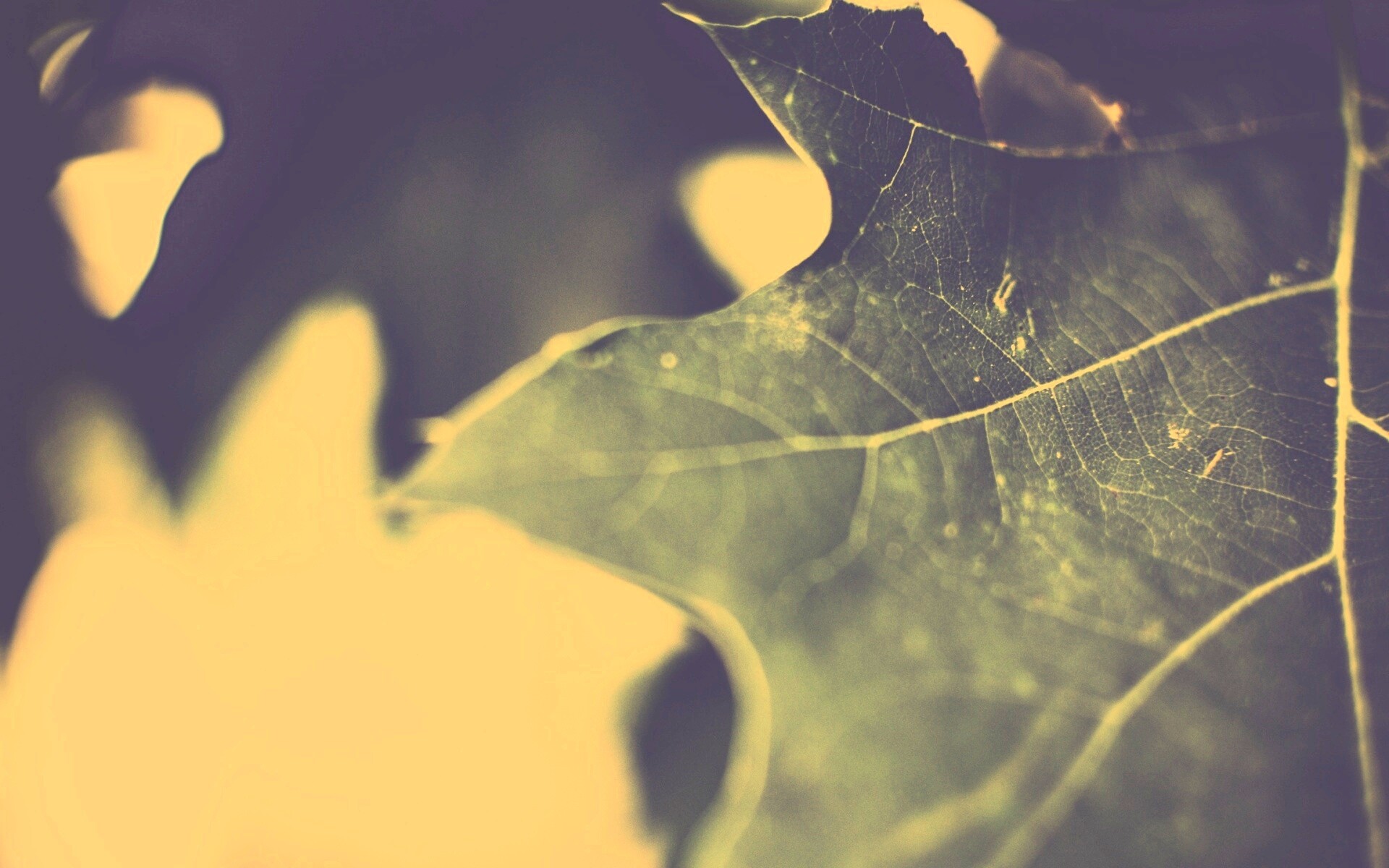 Темно-зеленый лист в макро обои