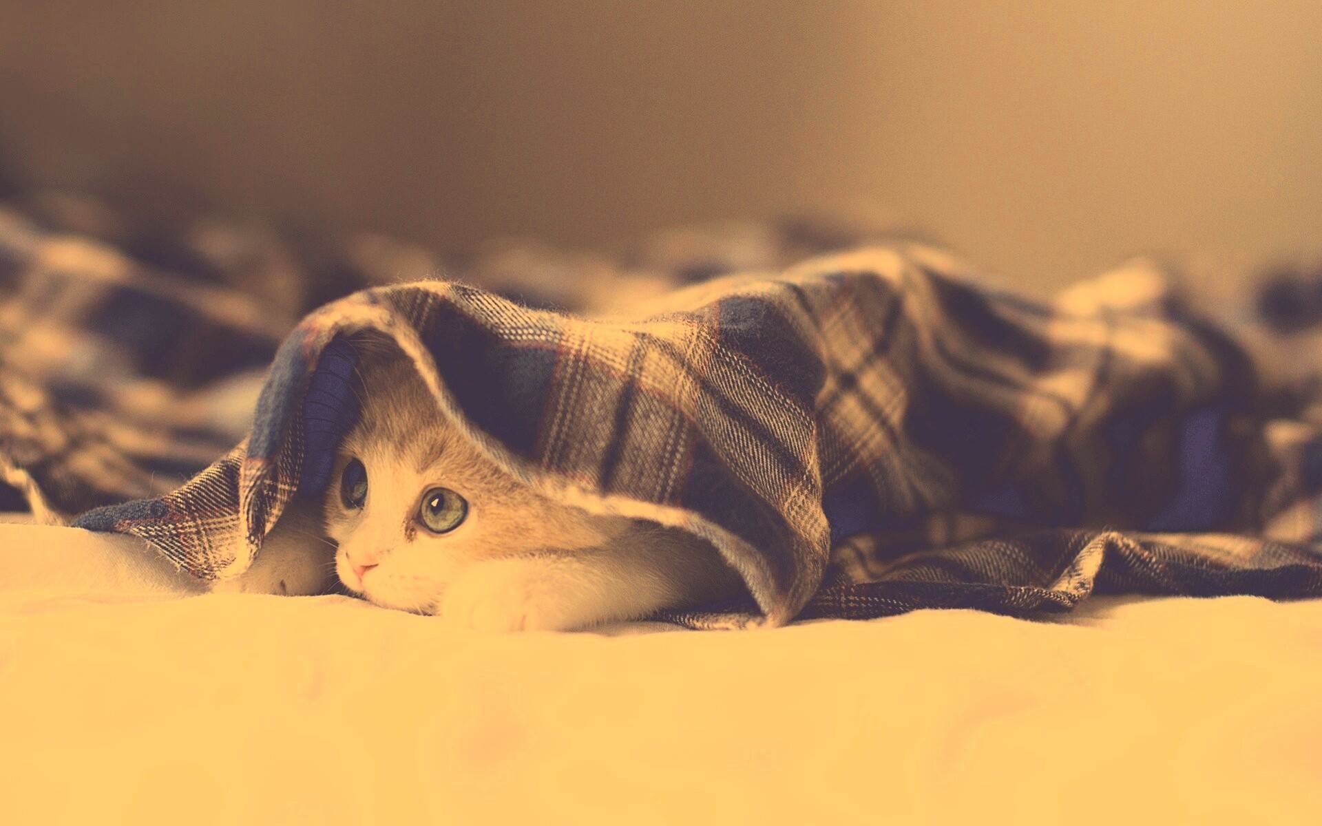 Котенок под одеялом обои