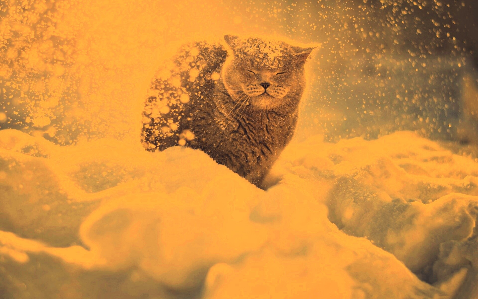 Британце в снегу обои