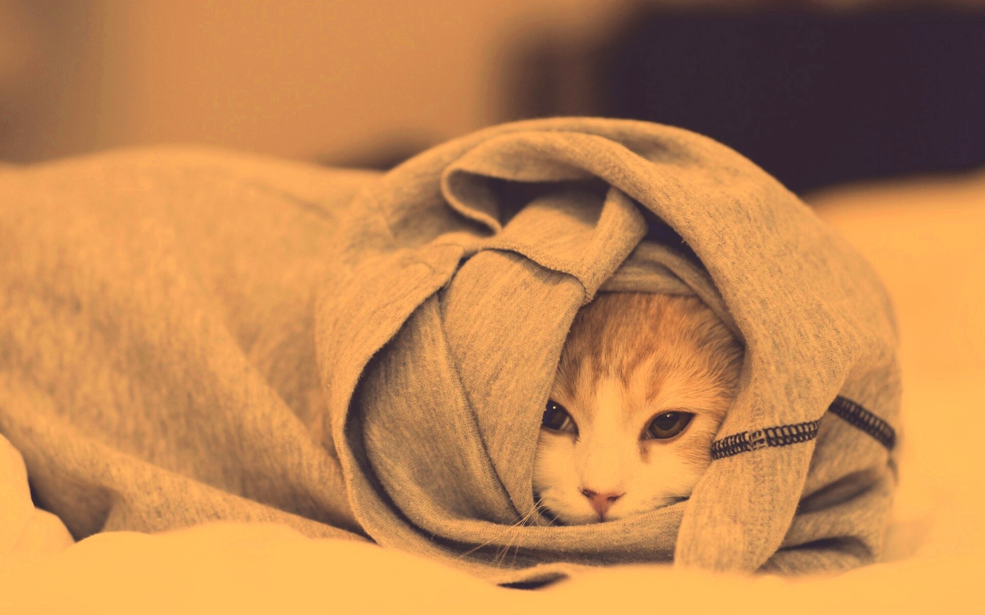 Закутавшийся в футболку кот обои