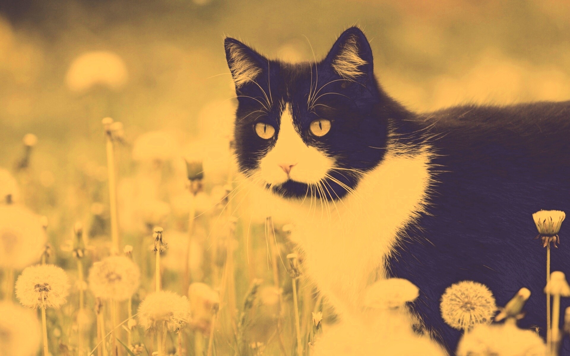 Кот в одуванчиках обои
