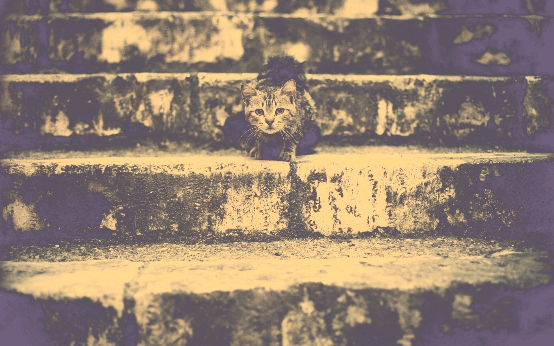 Растрепанная кошка на ступеньках лестницы обои