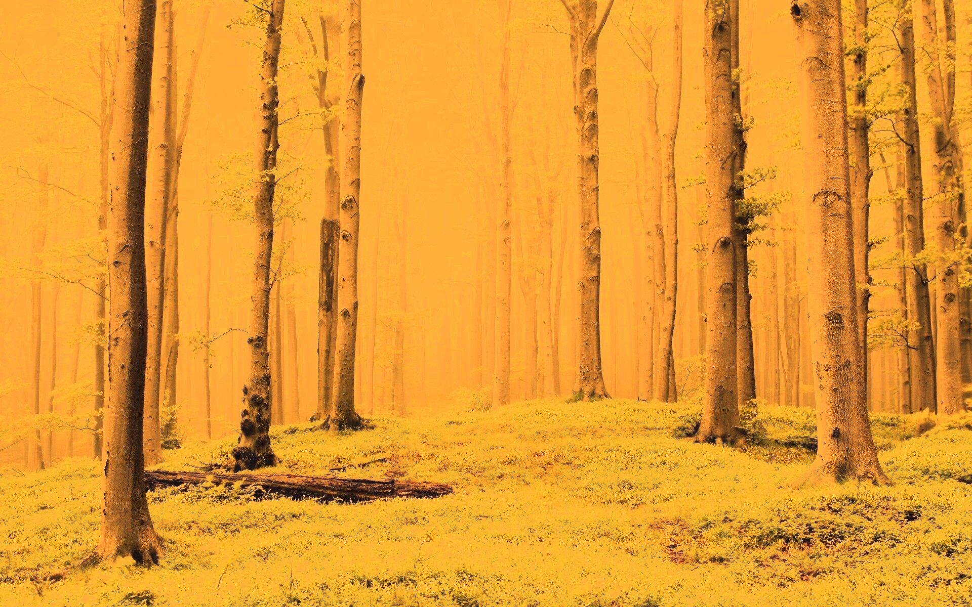 Опушка осинового леса обои