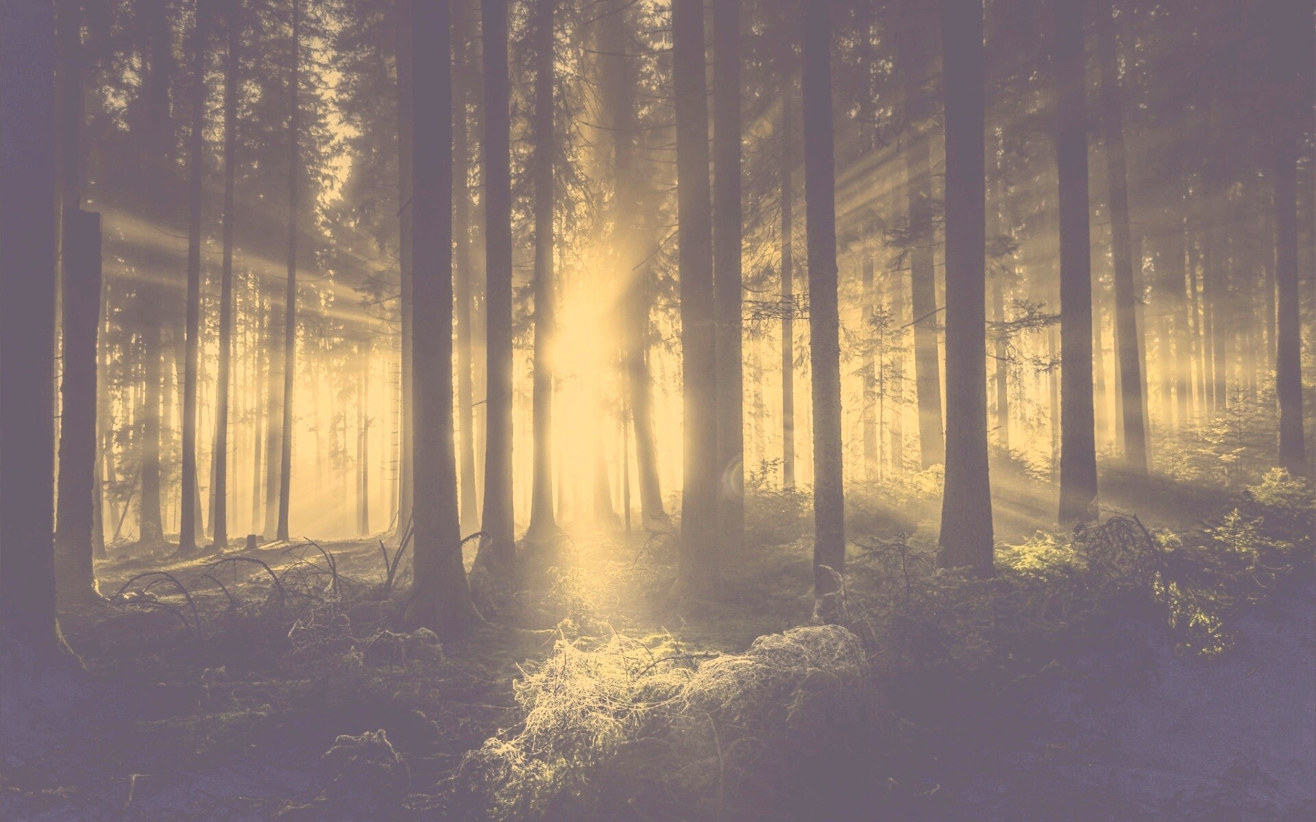 Свет пробивается сквозь стволы деревьев обои