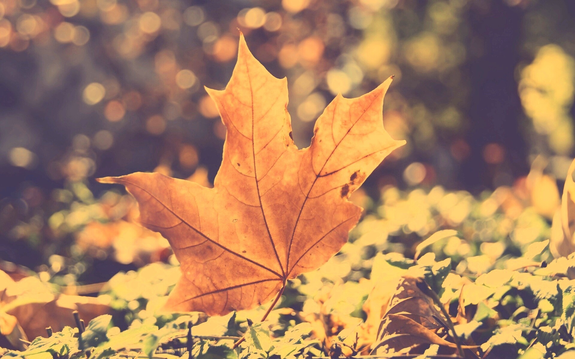 Желтый кленовый лист обои