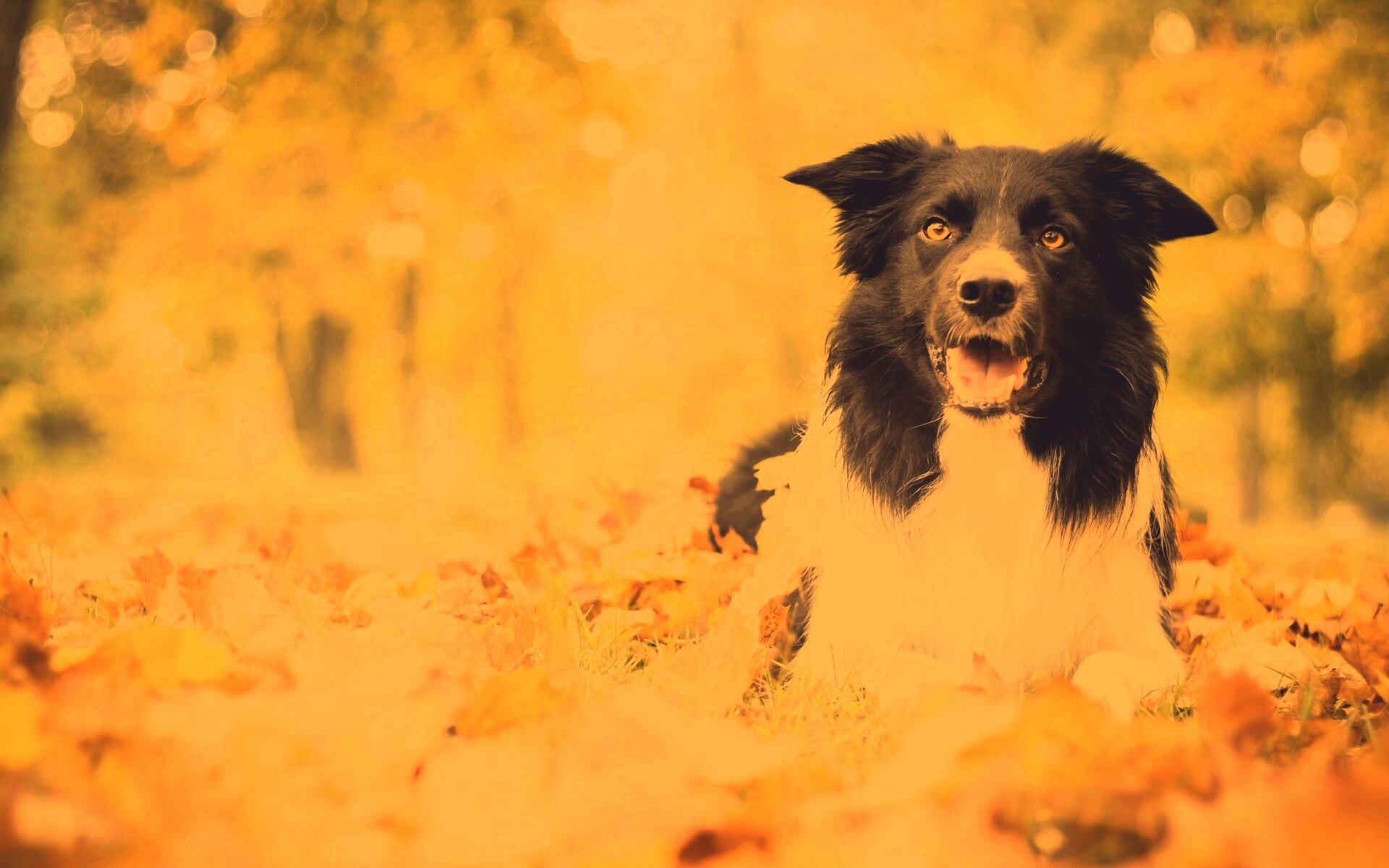 Пес среди листвы обои