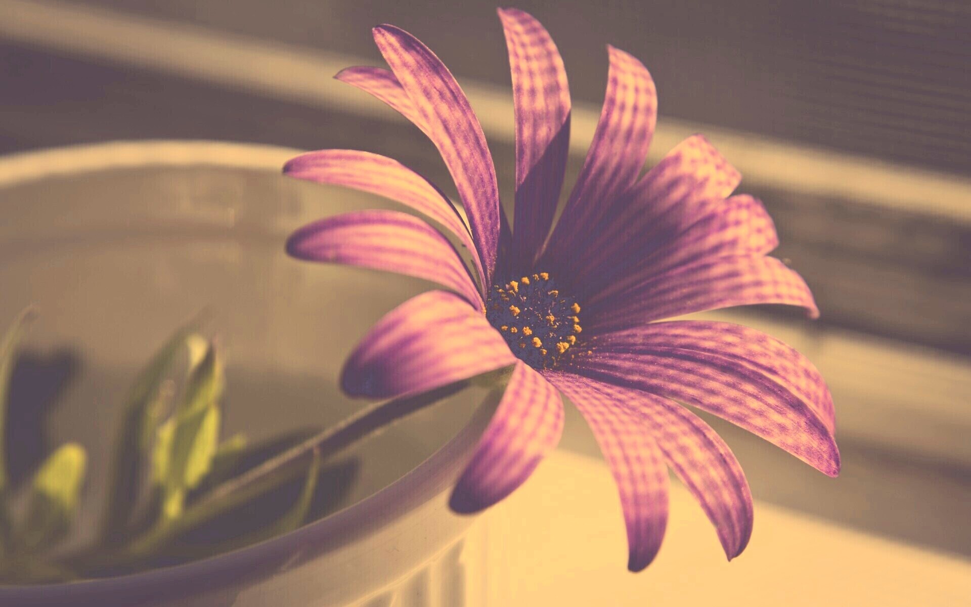 Сиреневый цветок в стакане обои