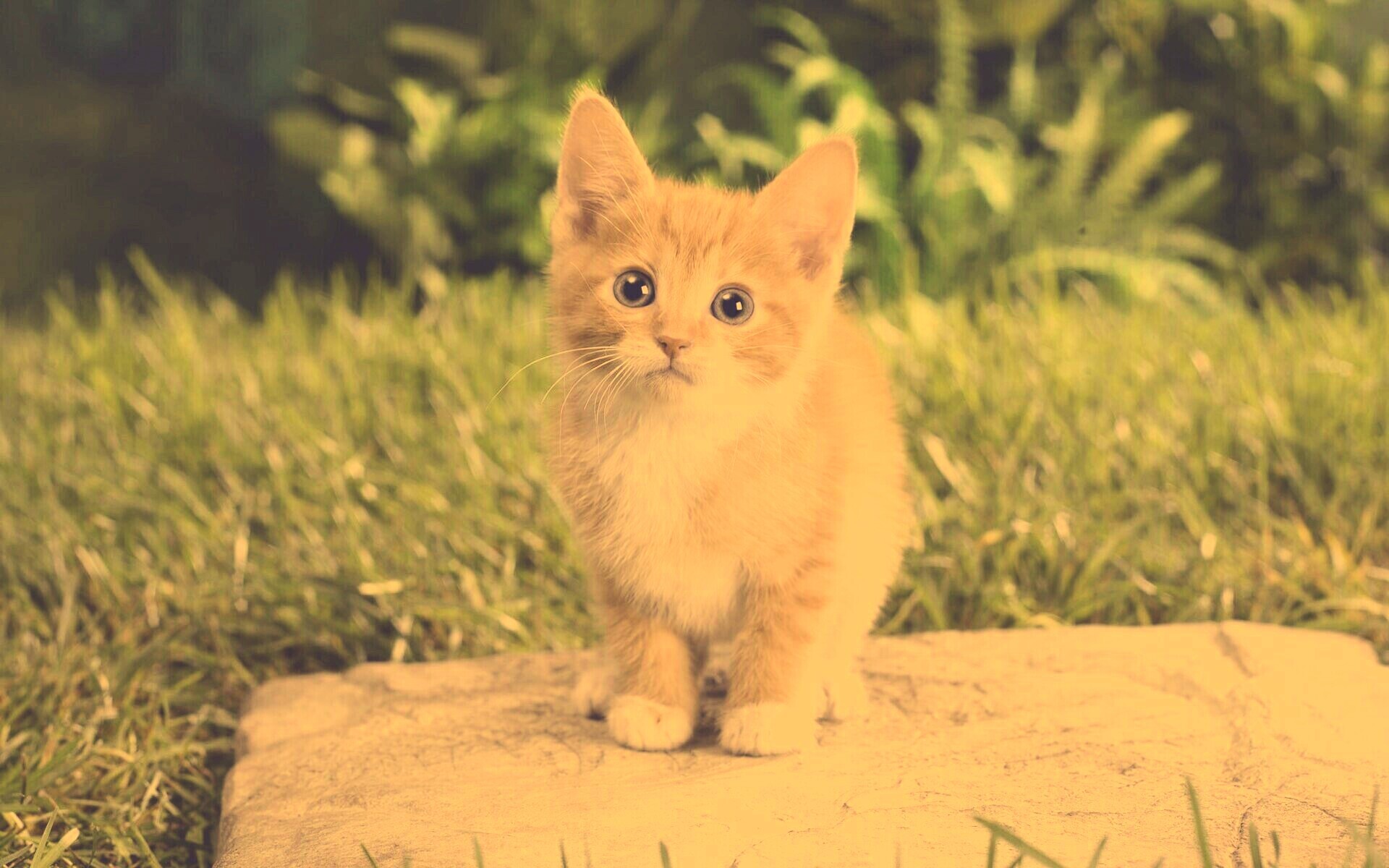 Котенок в саду обои