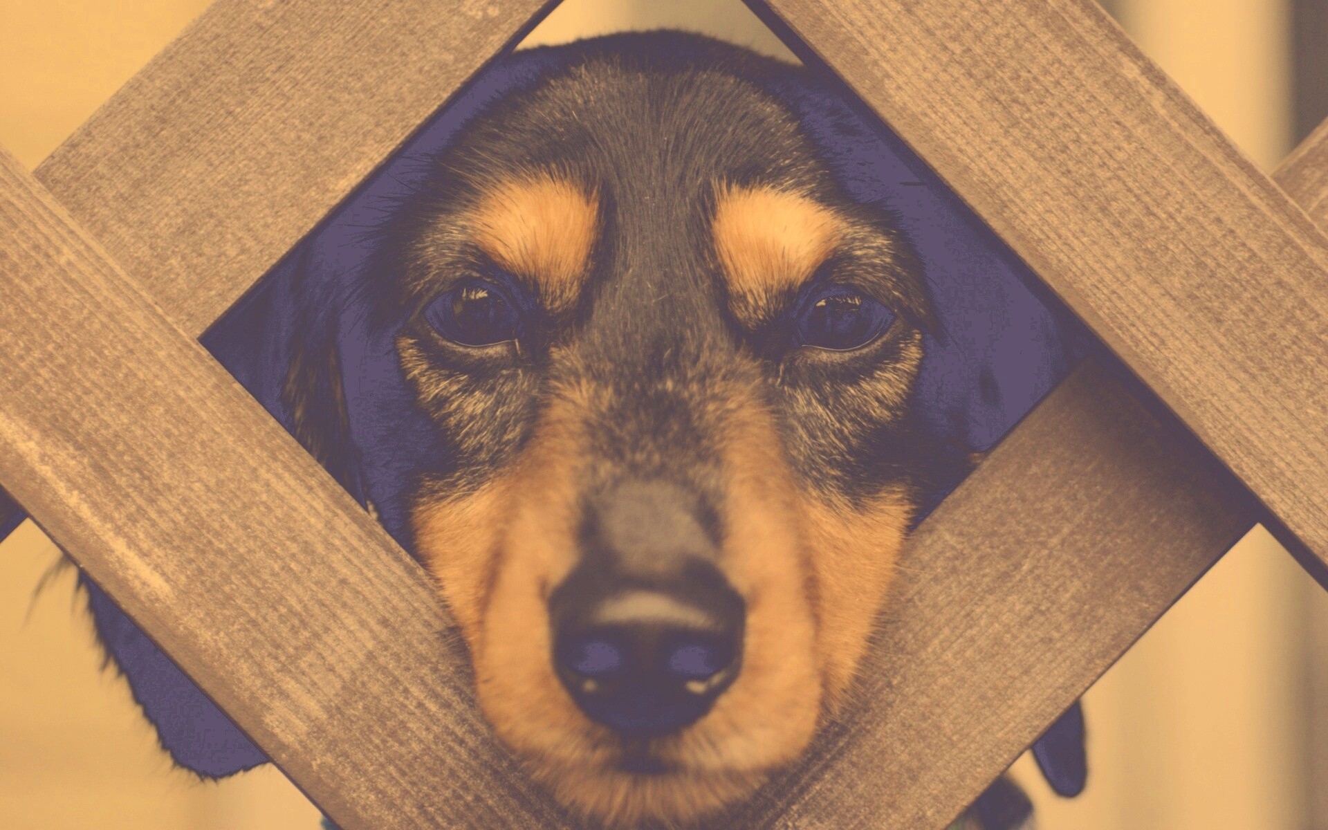 Мордочка в заборе обои