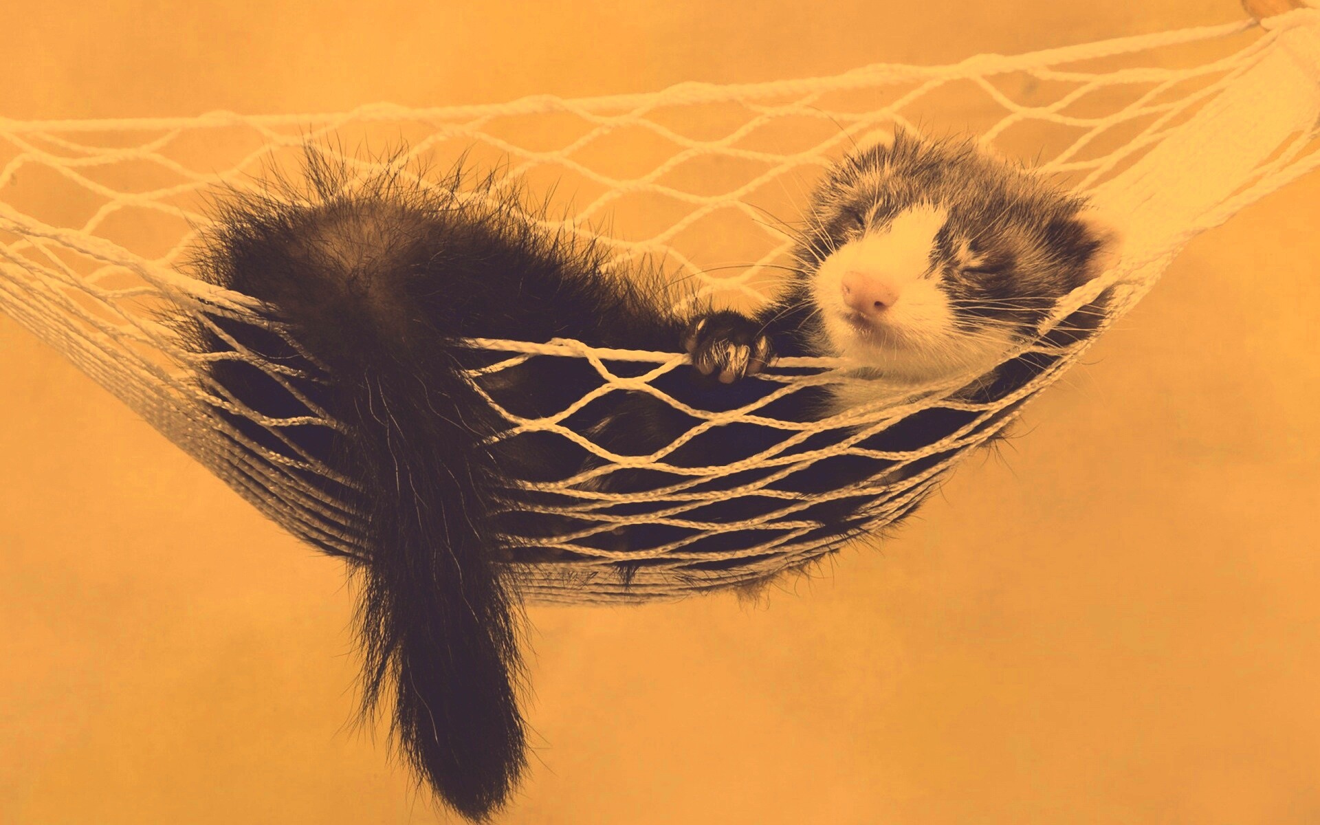 Хорек в гамаке обои