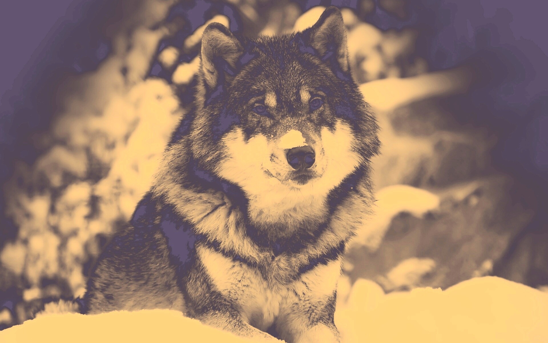 Волк с синими глазами обои