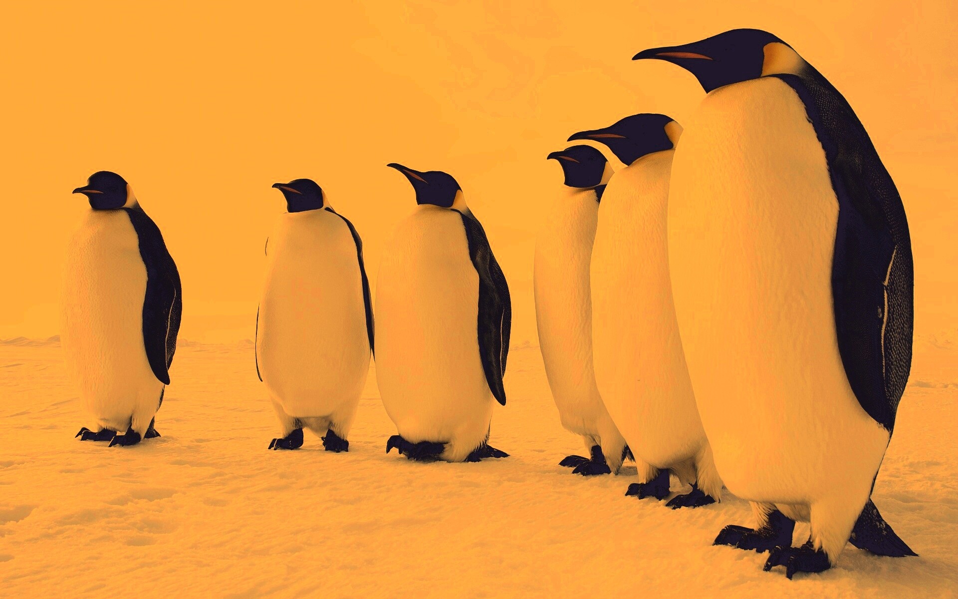 Слет пингвинов обои