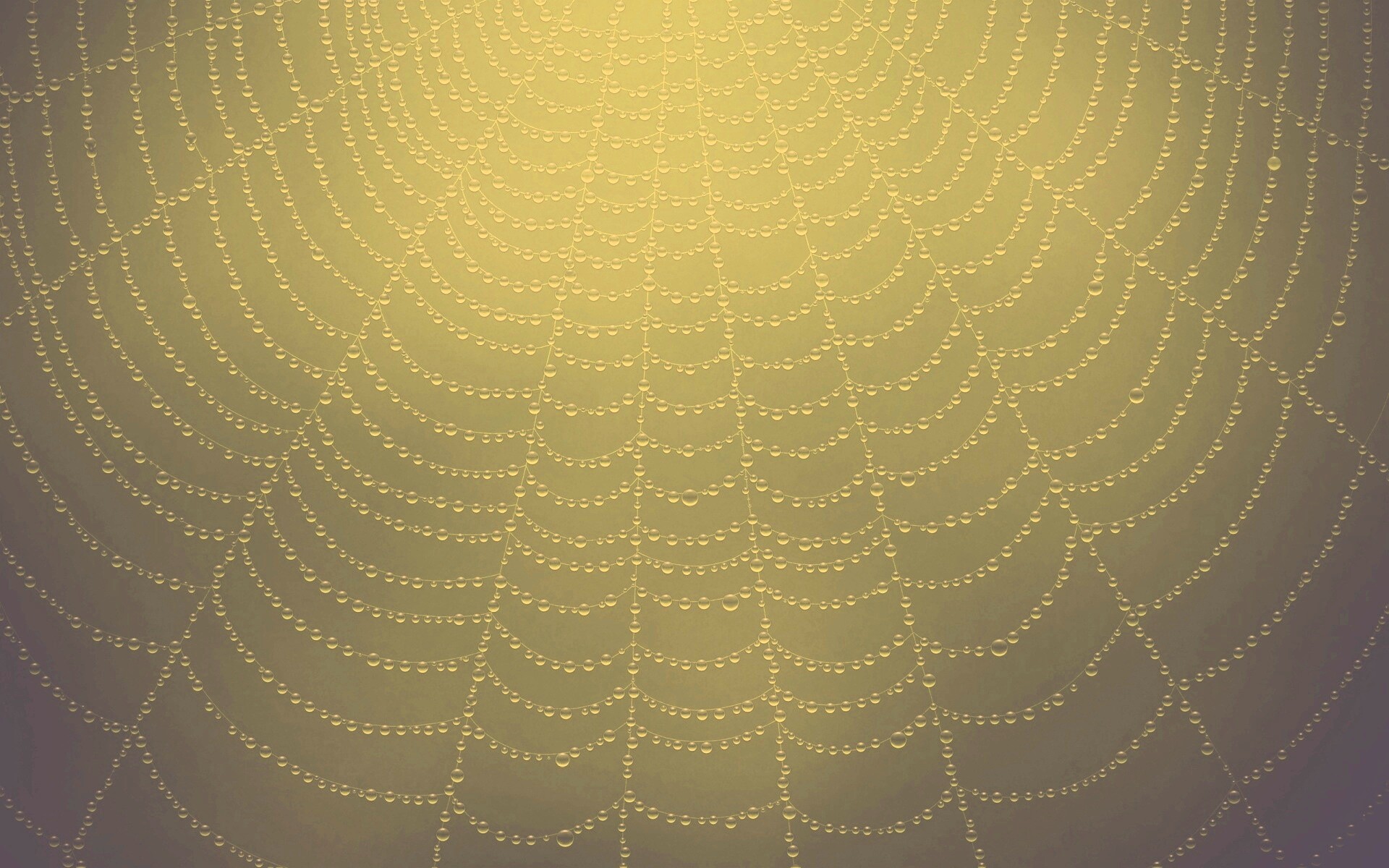Роса на паутине обои