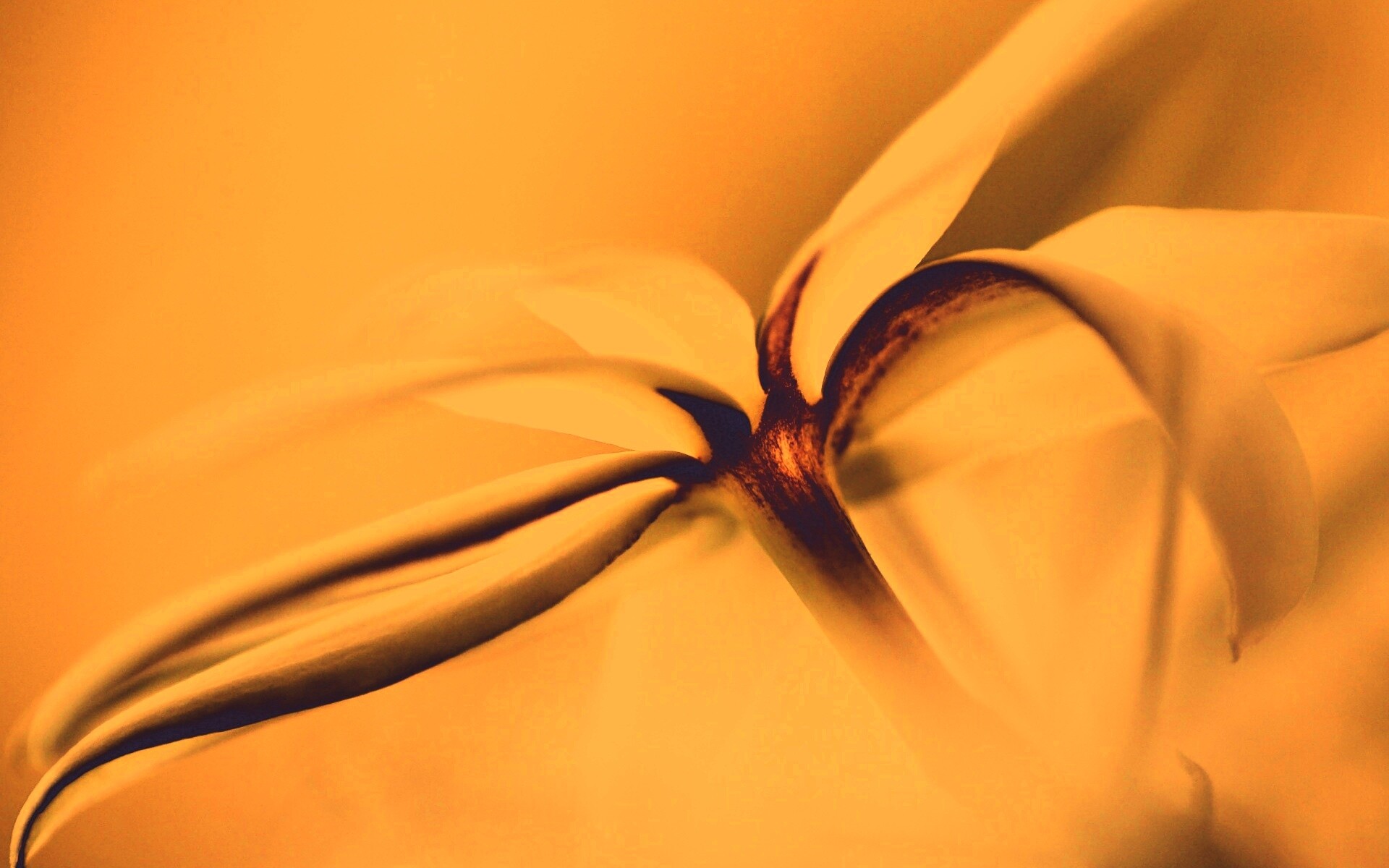 Цветок обои