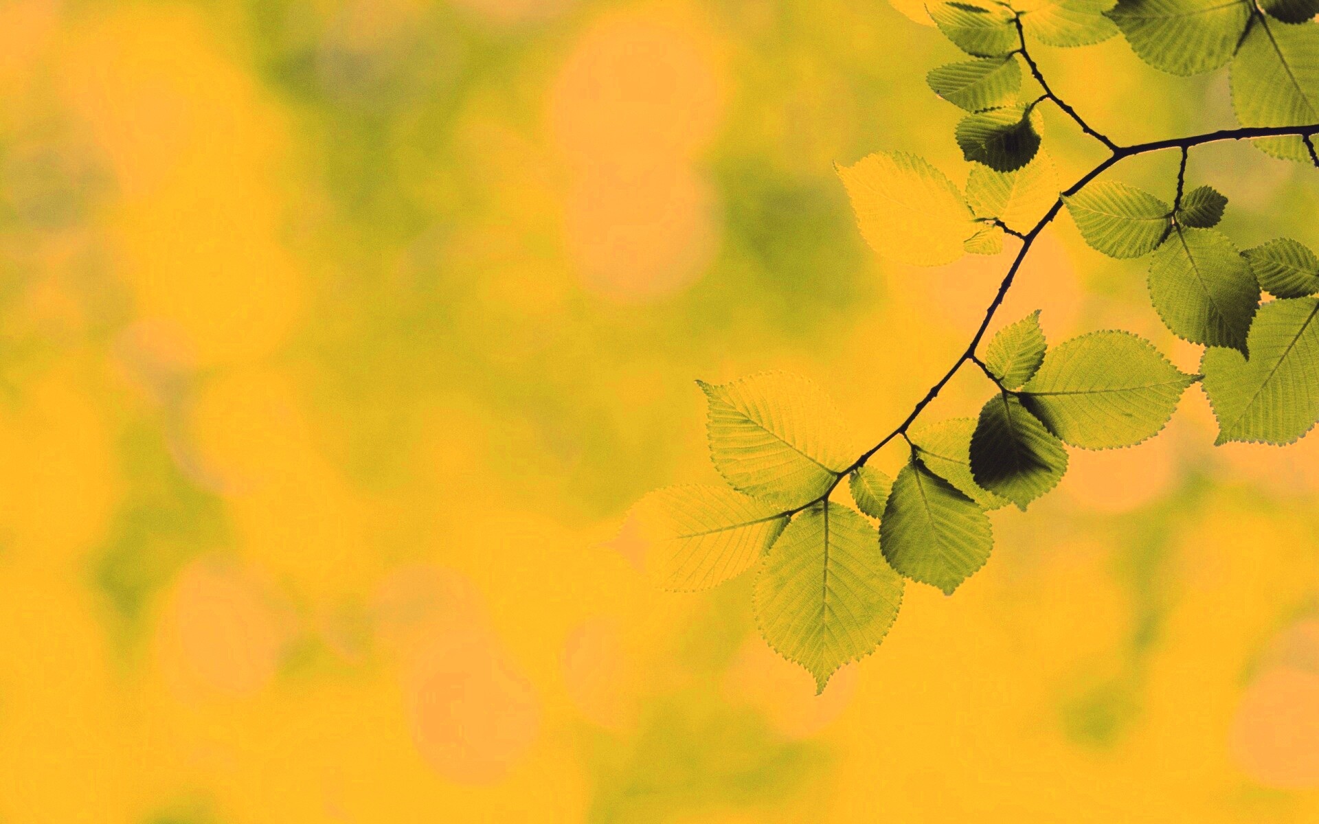 Зеленая ветка с листьями обои