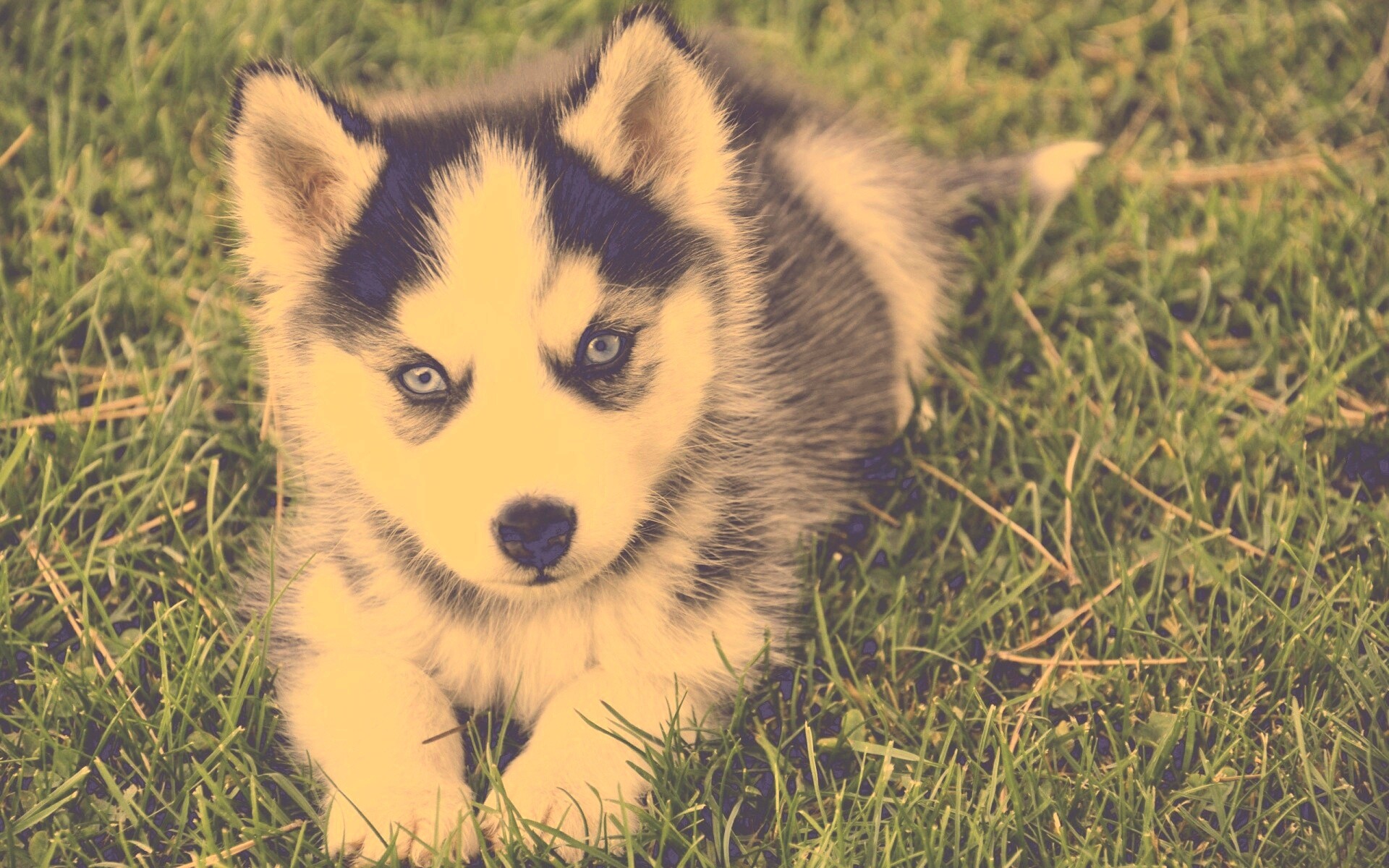 Голубоглазый щенок хаски обои