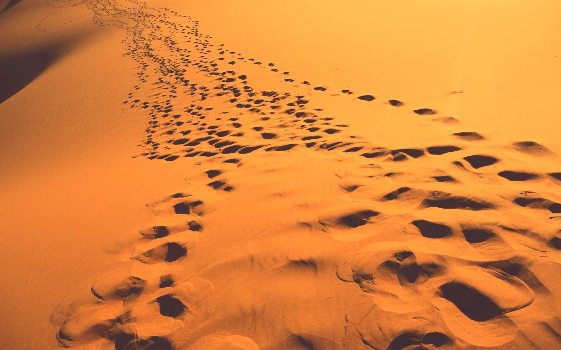 Следы в пустыне обои