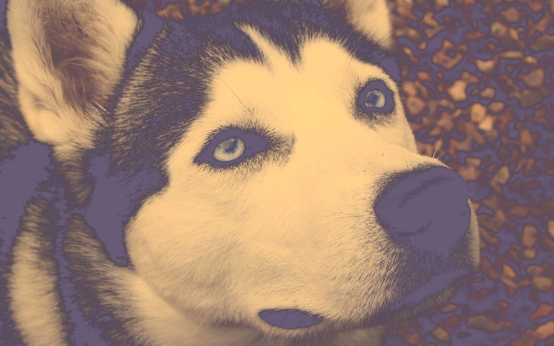 Собака хаски обои