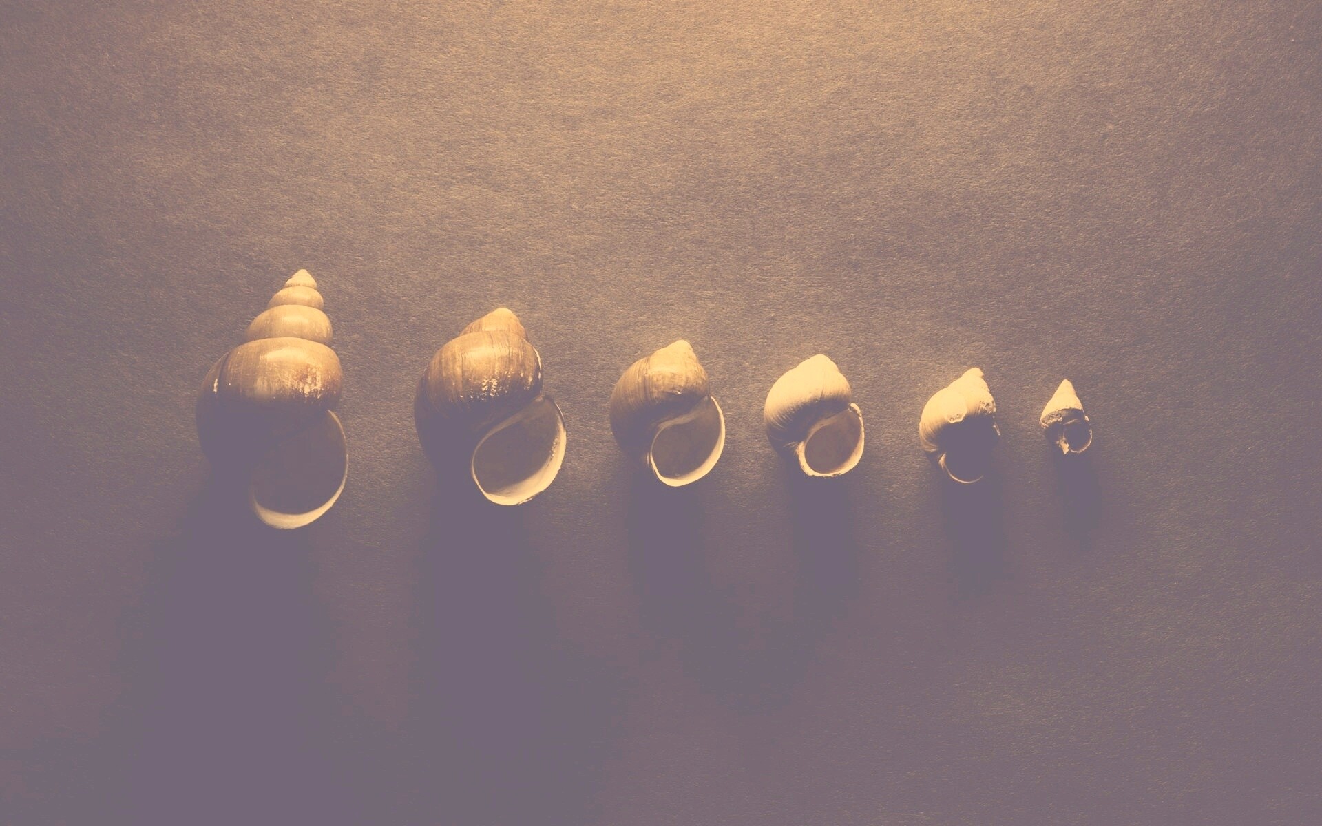 Раковины обои