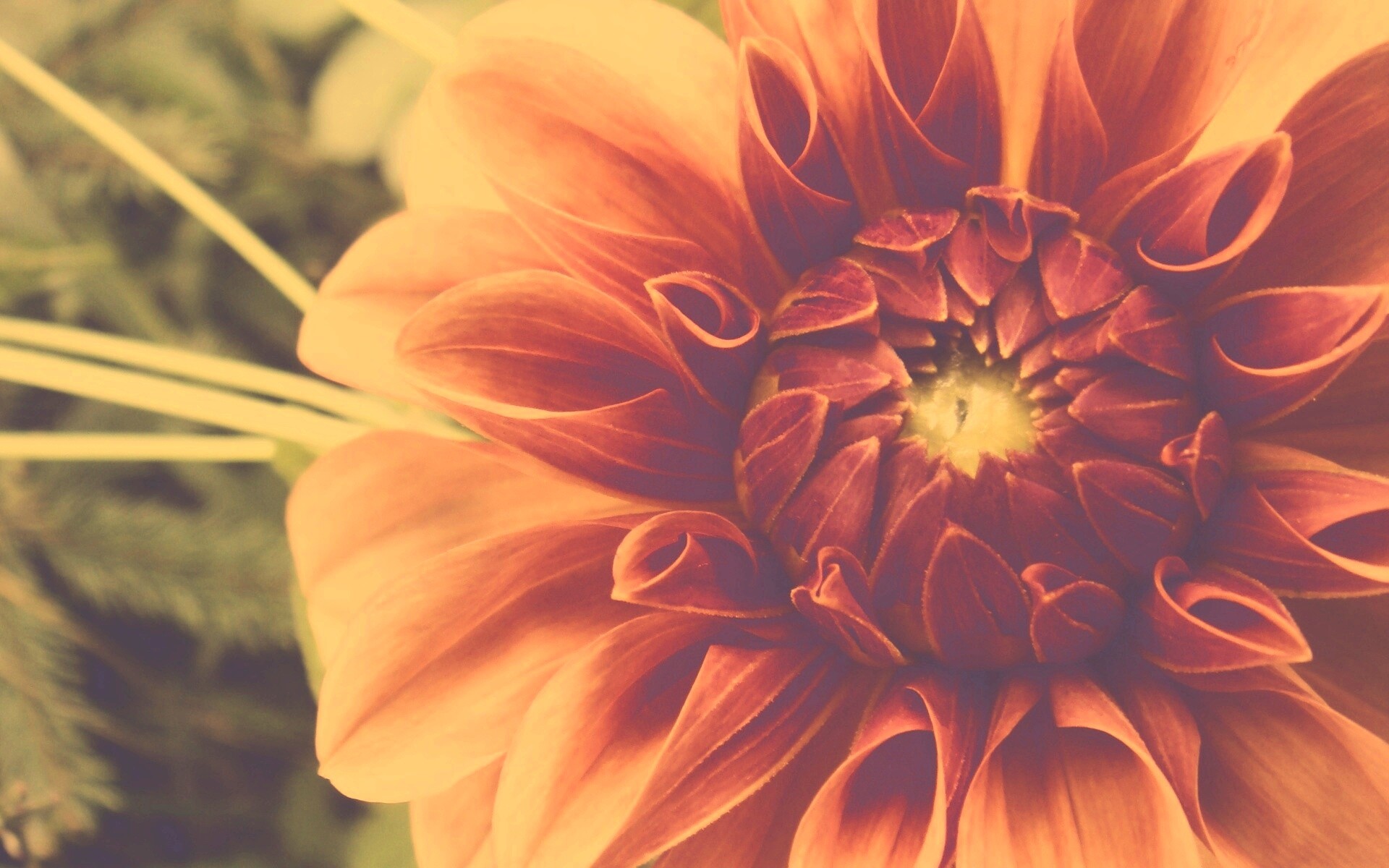 Аленький цветочек обои