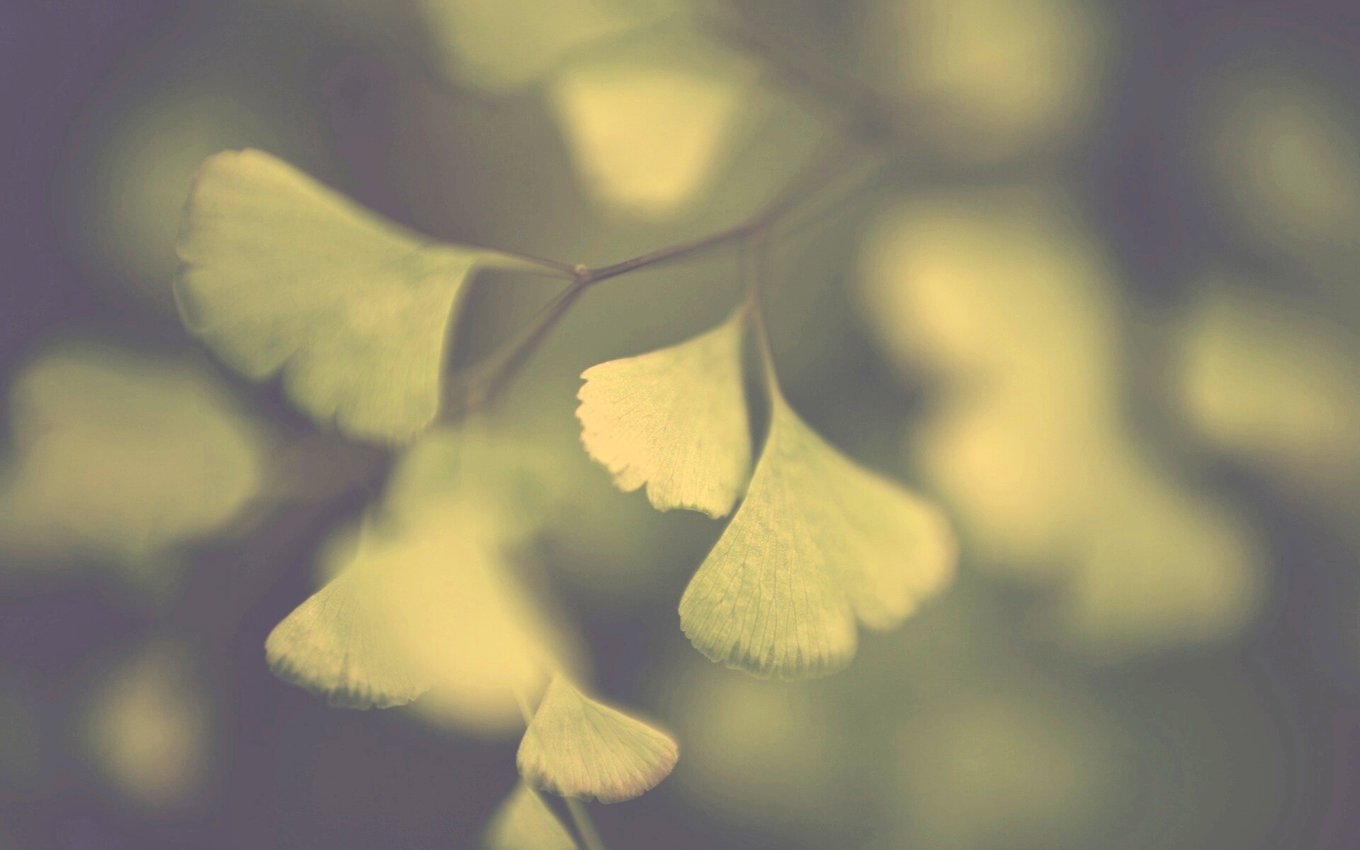 Дикие зеленые листья обои