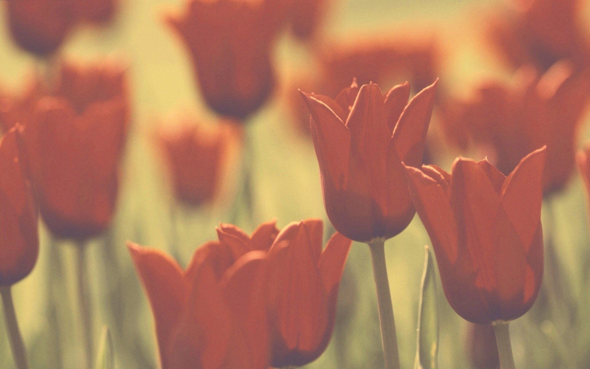 Красные цветы обои