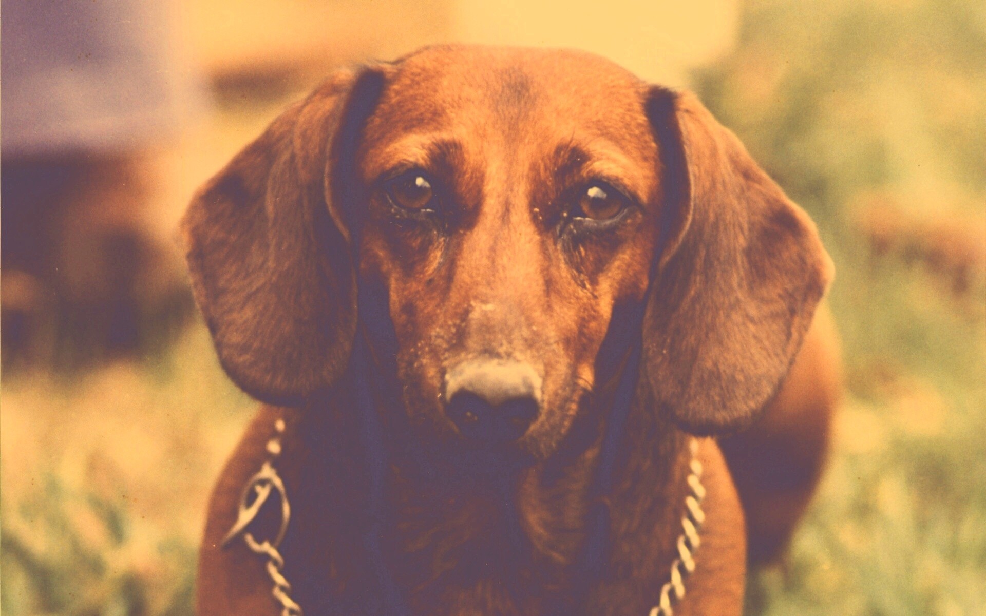 Рыжая такса обои